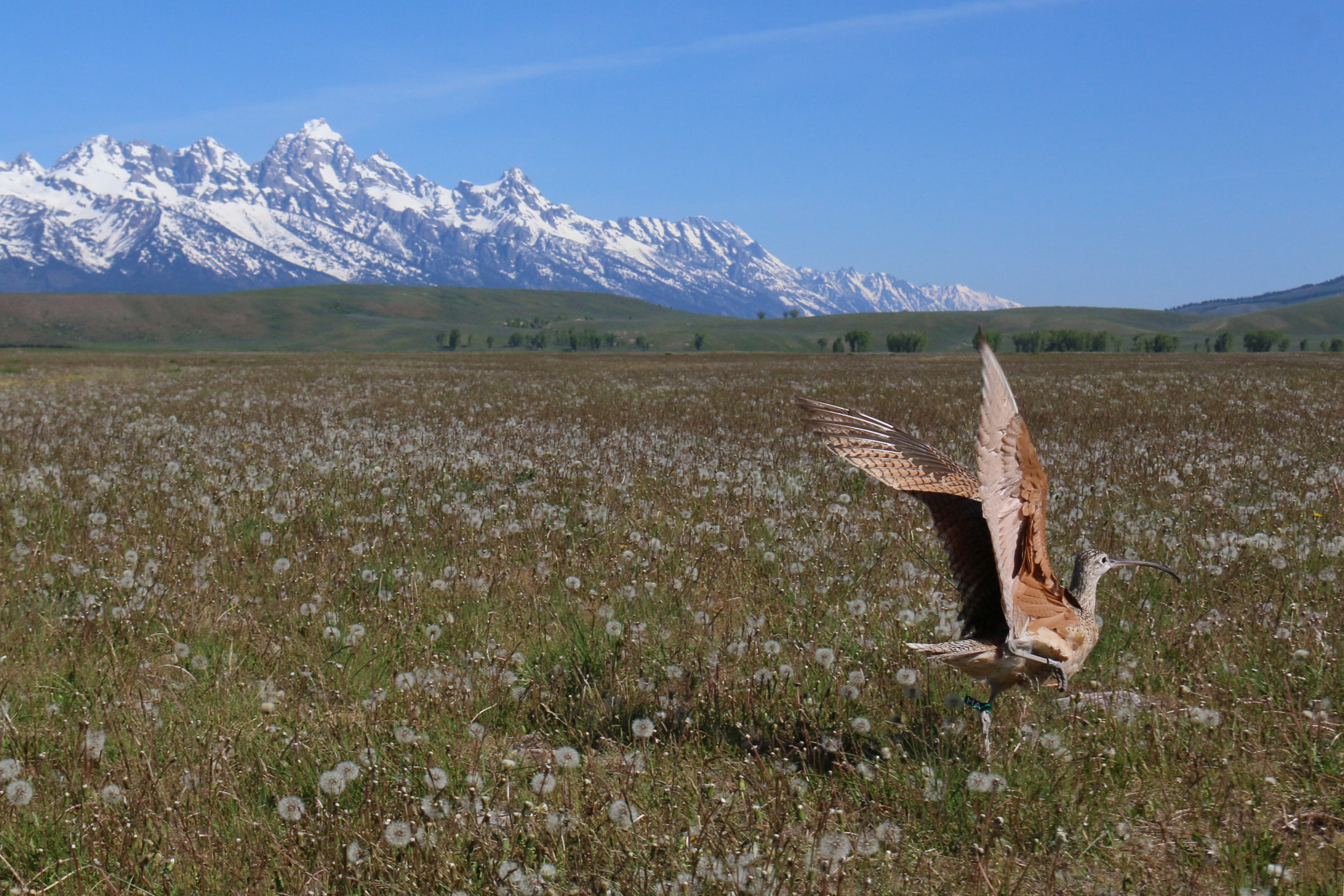 a long billed curlew takes flight with the snowy grand teton mountains in the background
