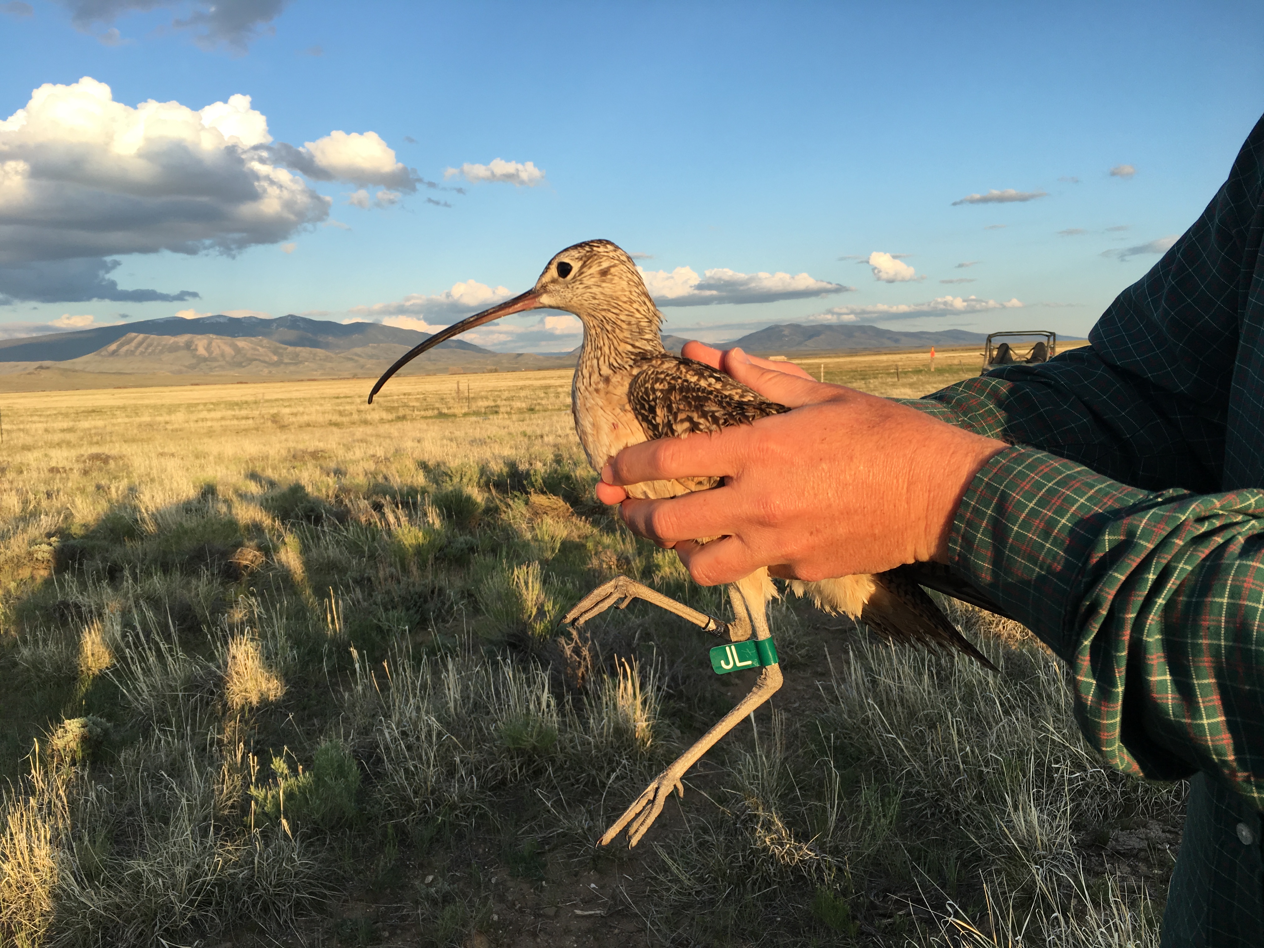 a biologists hands hold a long billed curlew with fields and mountains in the background