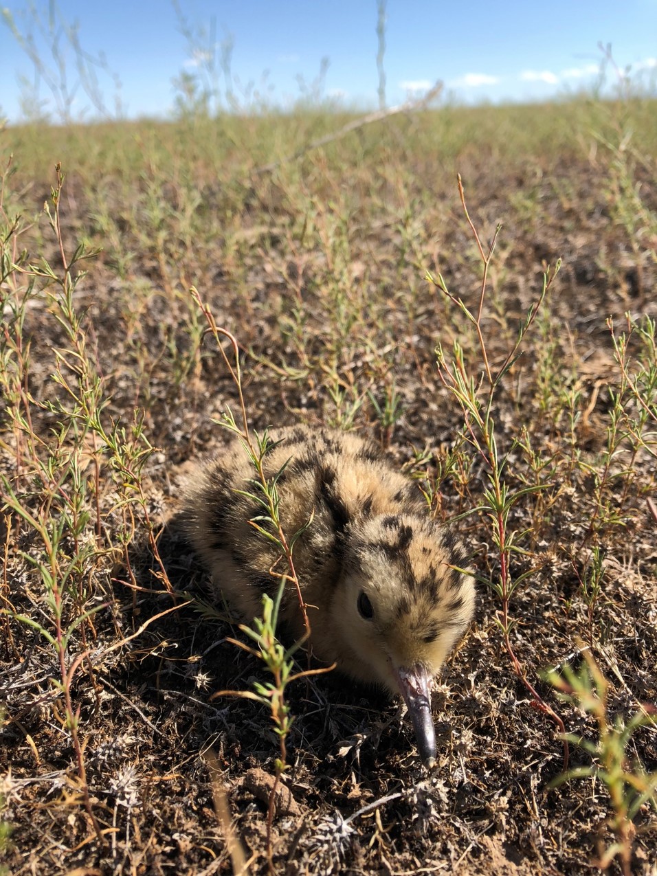 a camouflaged long billed curlew chick blends in with the brown grass