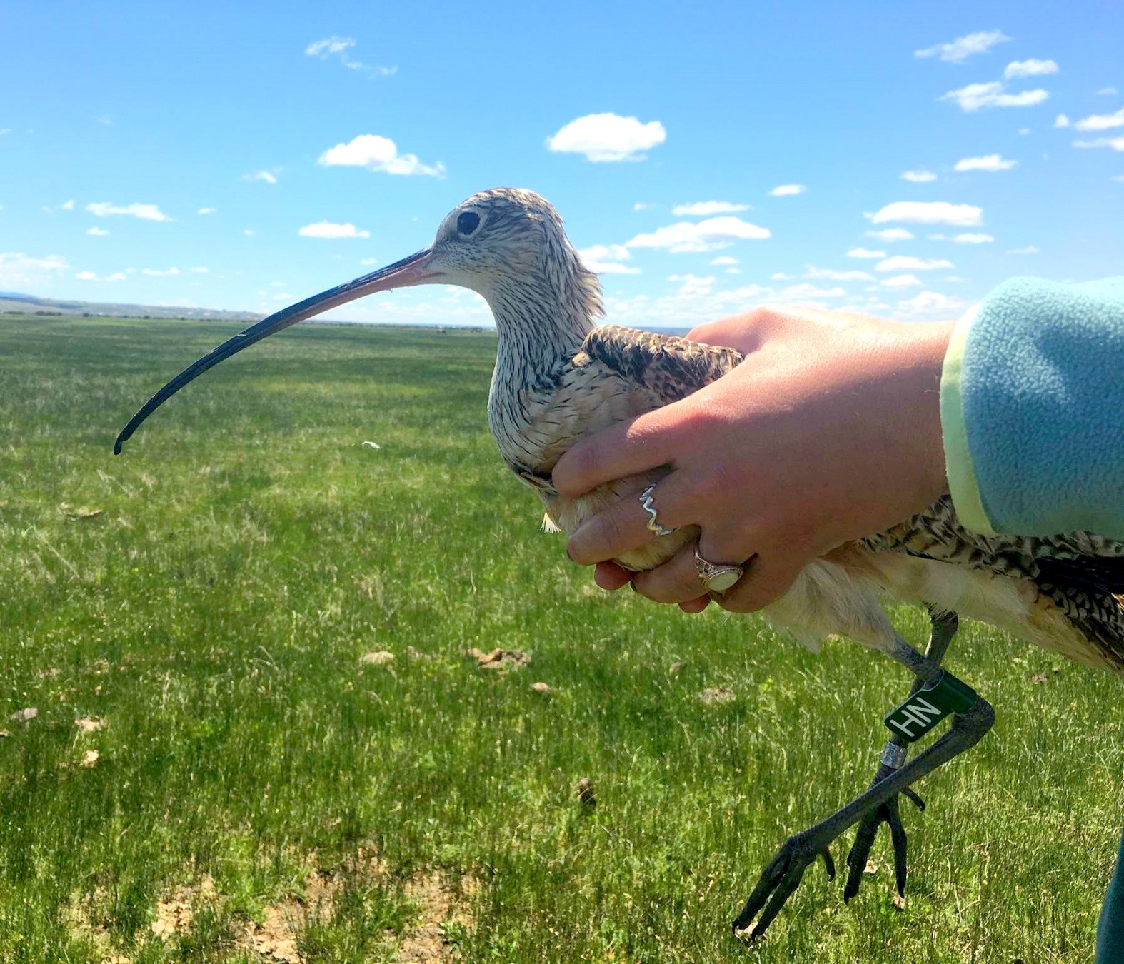 the profile picture for Vaquita the curlew