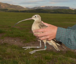 a profile photo for fitbit the curlew