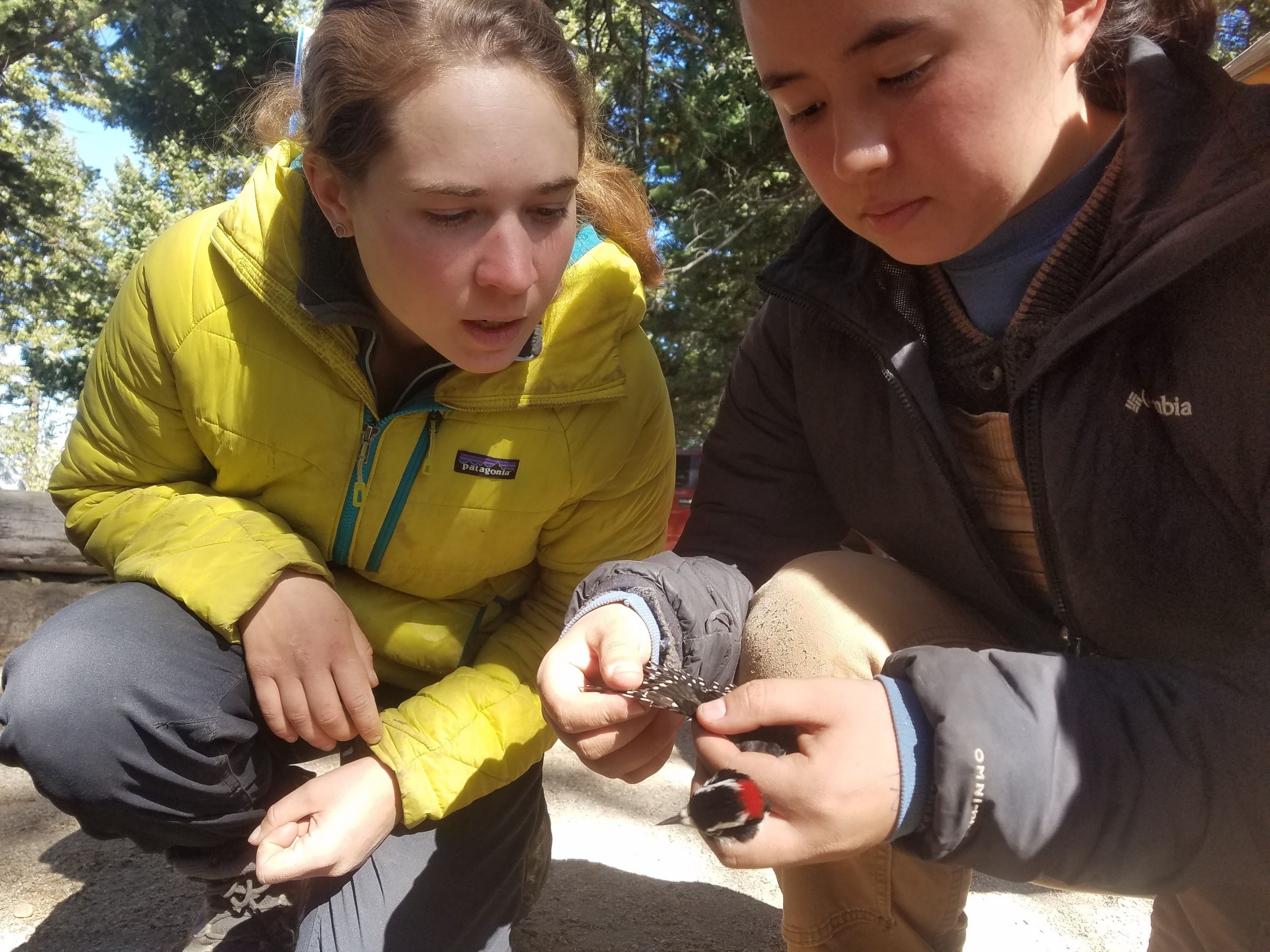 two female biologists look intently at a small woodpecker that is held with outstretched wing
