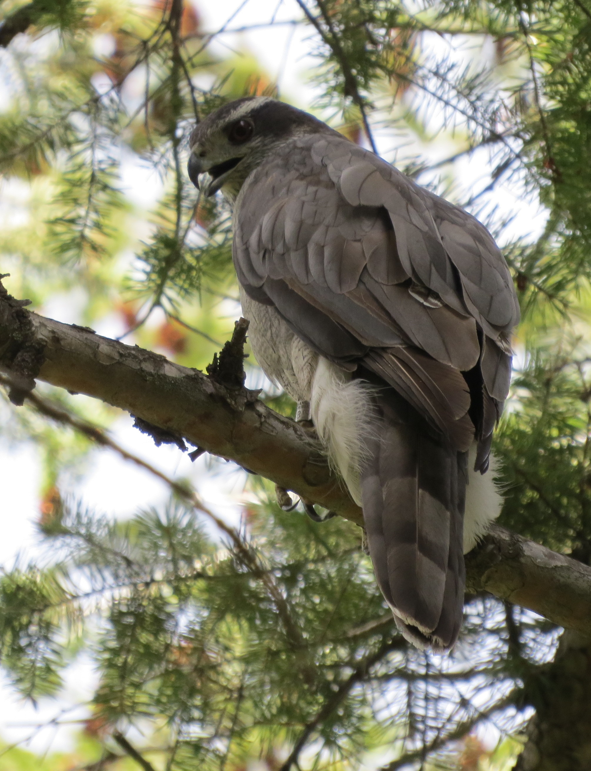 a northern goshawk sits perched in a tree looking down at the photographer