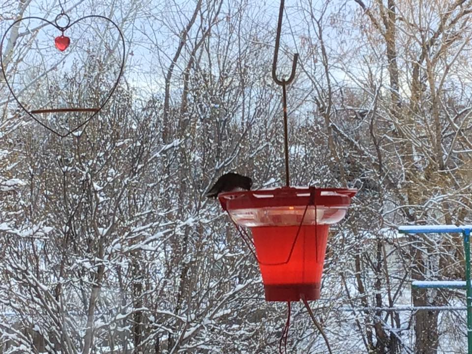 an anna's hummingbird sits on a feeder with a snowy landscape in the background
