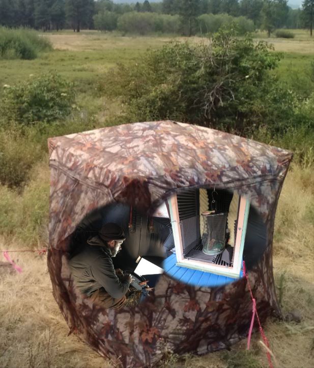 a small camouflage pattern tent sits with door zipped open. a biologist sits inside