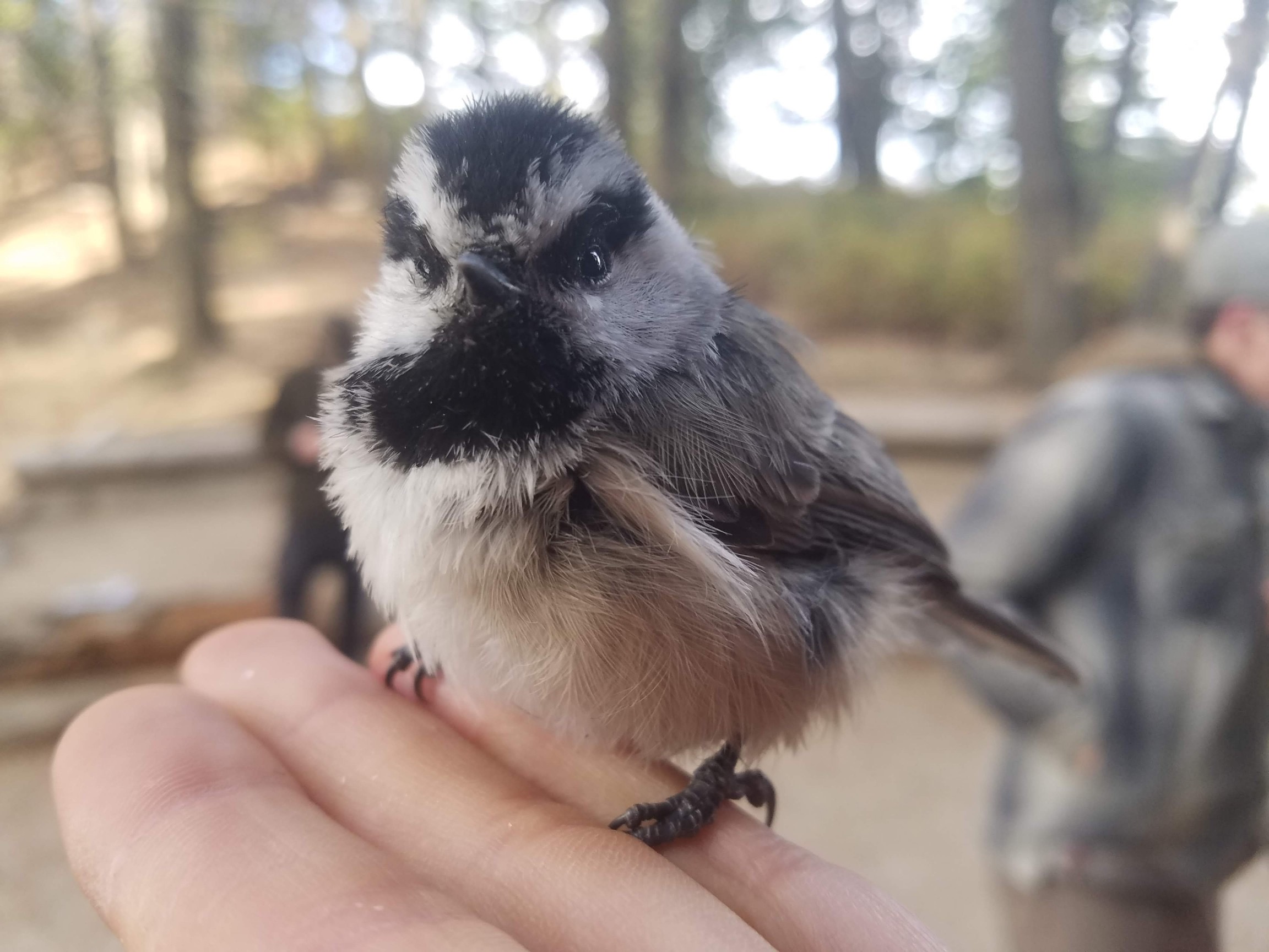 a small chickadee sits on an open hand