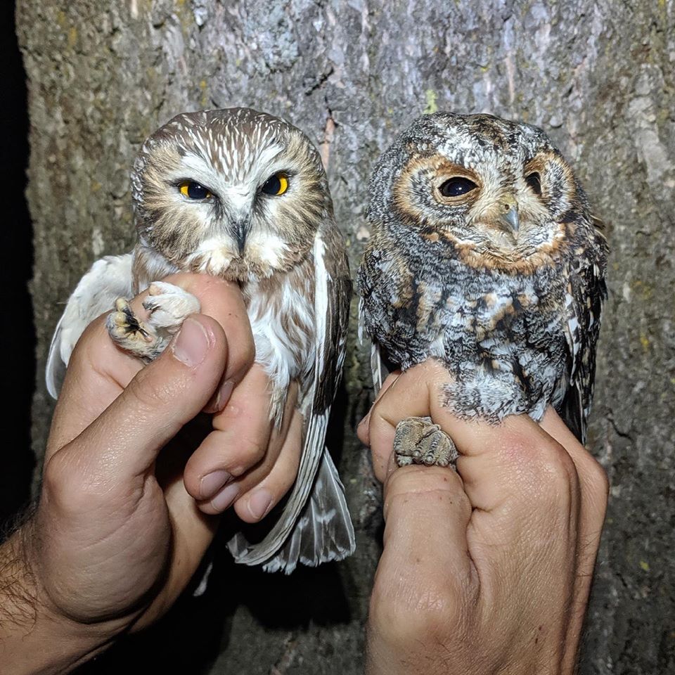a saw whet owl on the left glares with bright yellow eyes. A flammulated owl on the left looks sleepy