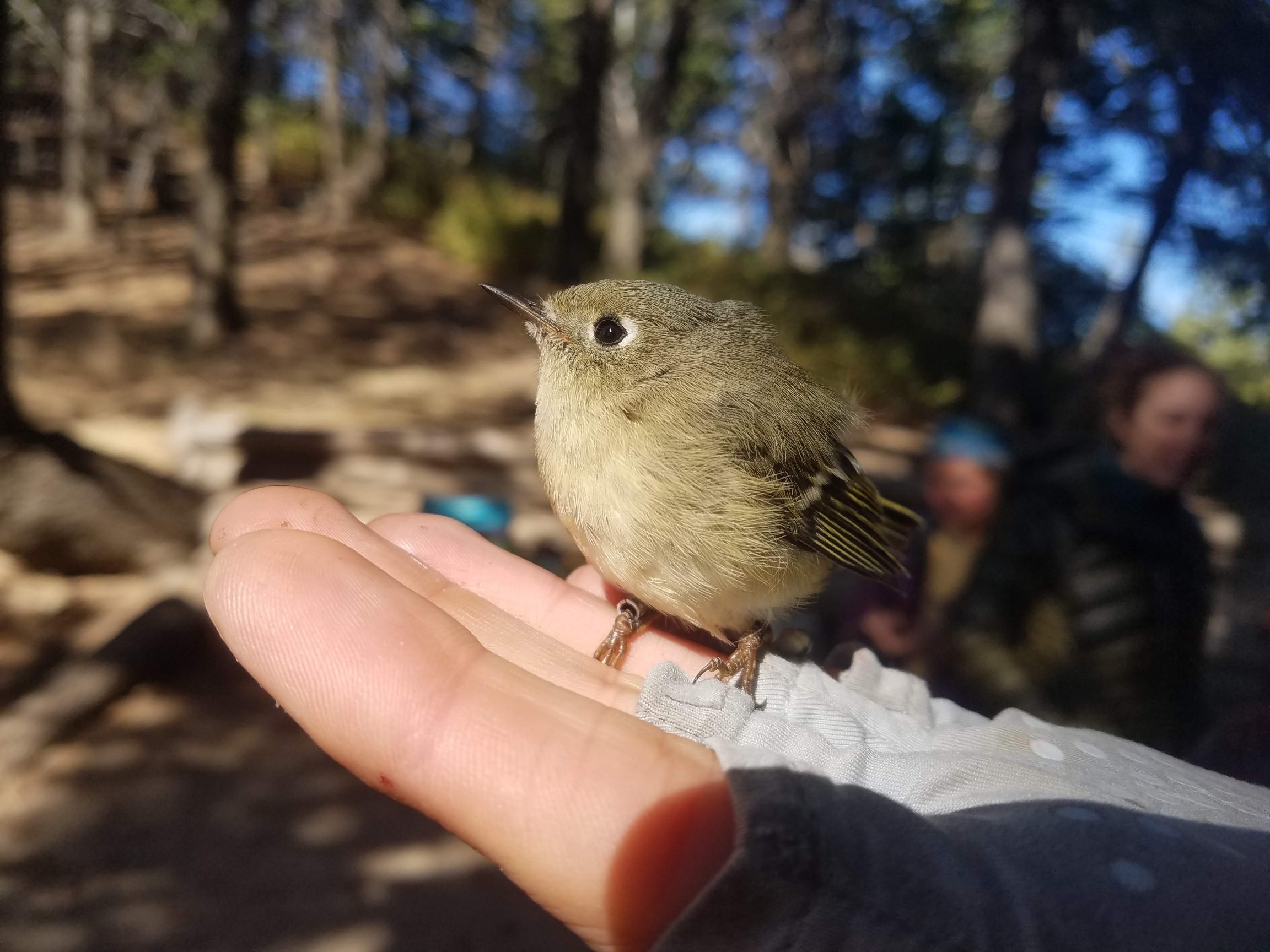 a small greenish bird sits perched in the open palm of a biologist