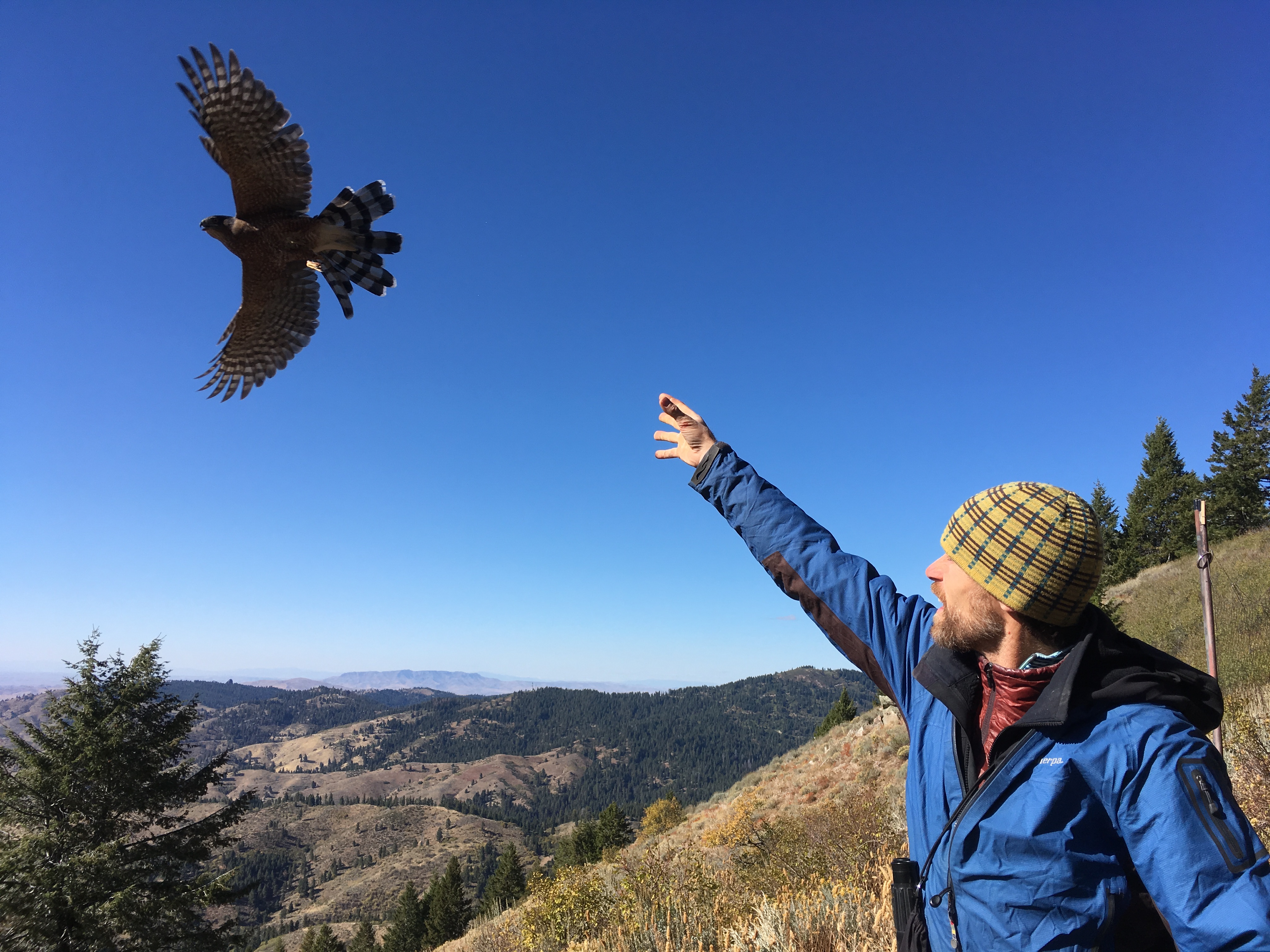 a biologist stands with arm raised and hand open with mountains in the background. A hawk in flight appears above his head