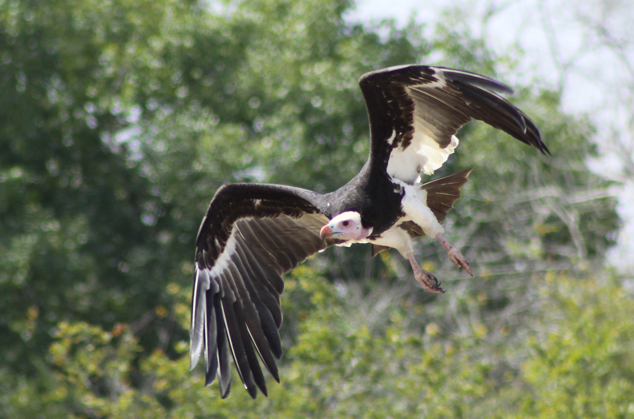 image shows large black and white vulture with a white head flying