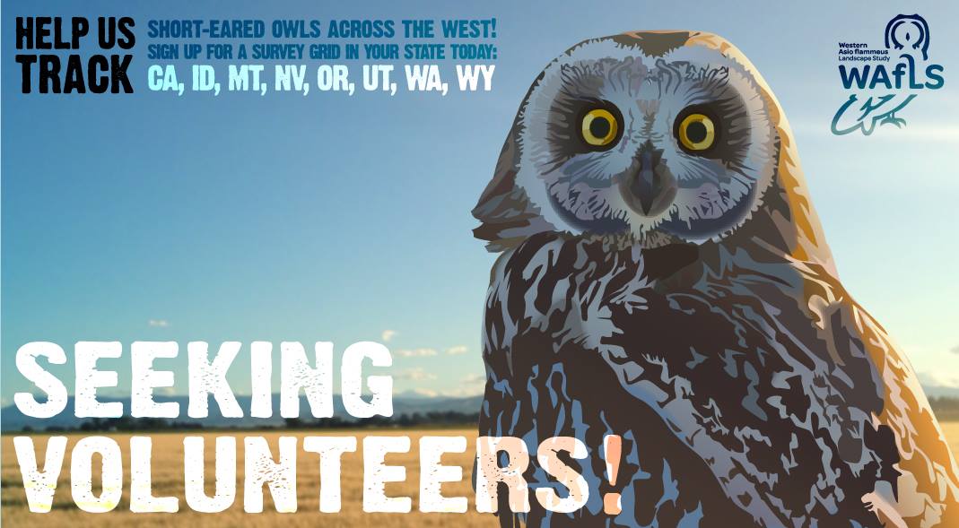a poster with a short eared owl re!"ads "seeking volunteers