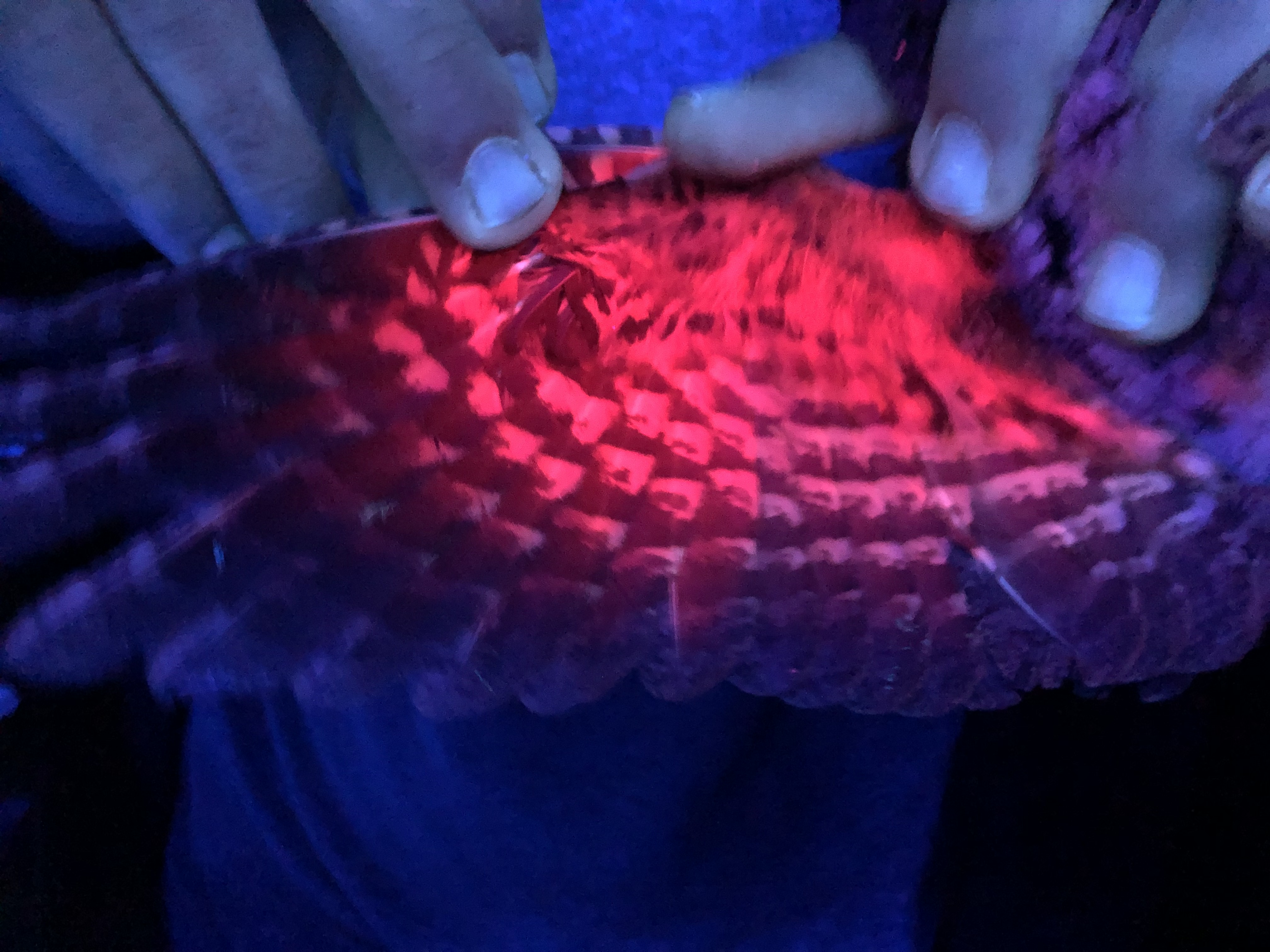 a spread wing of an owl glows bright pink under black light