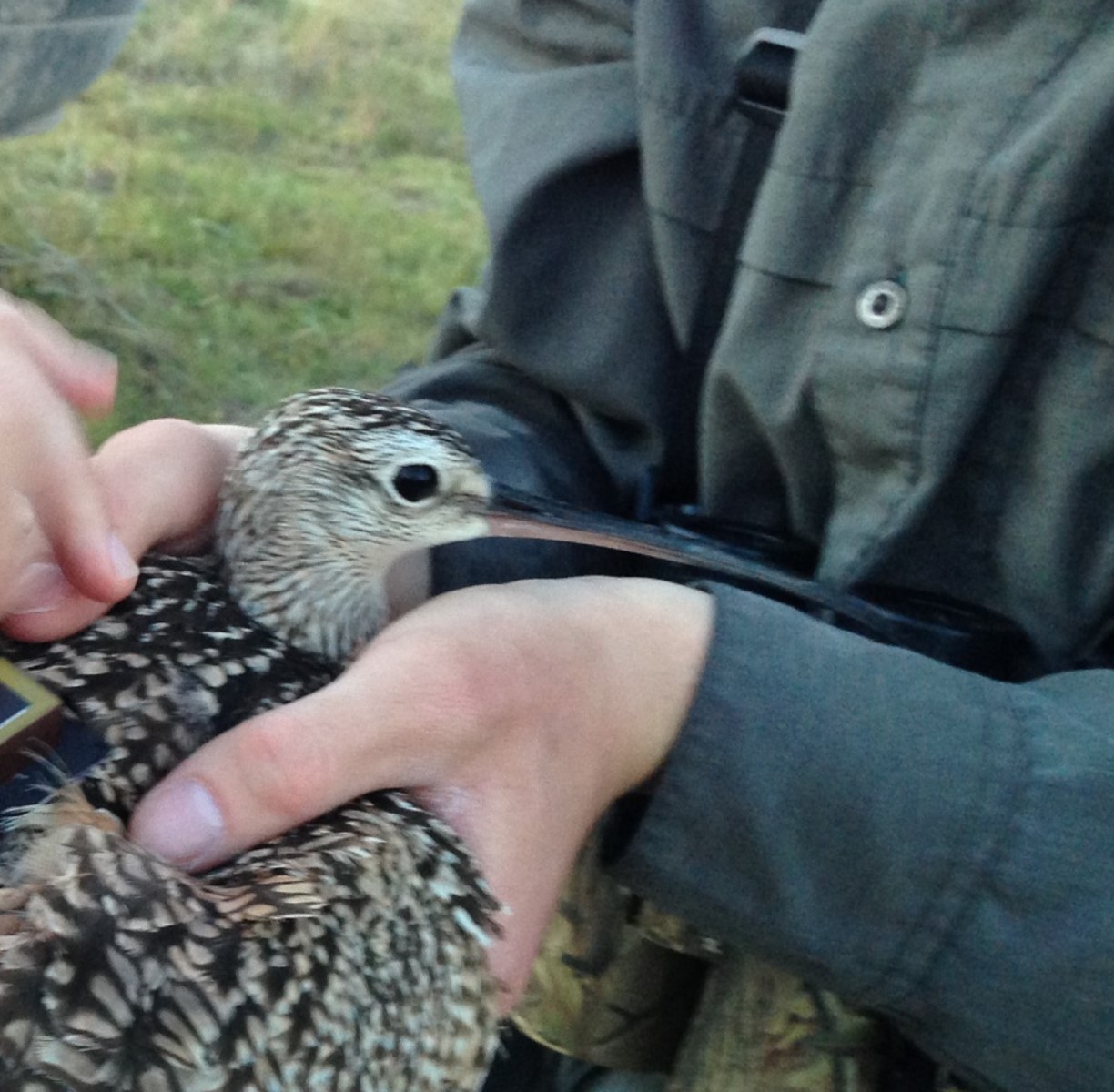 a close up photo of frank the curlew
