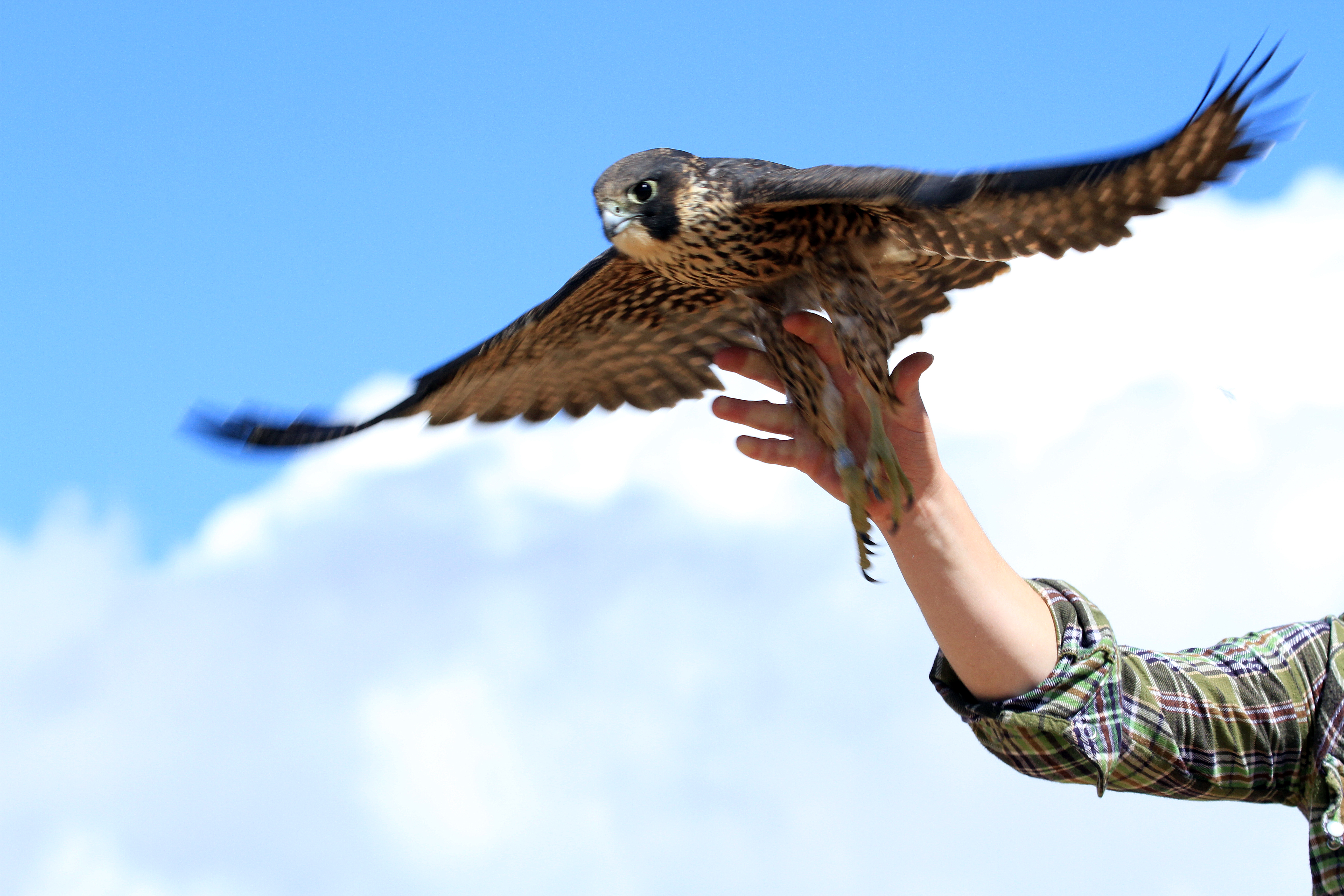 a biologists hand is seen held open to release a peregrine falcon. the falcon flies away with wings spread