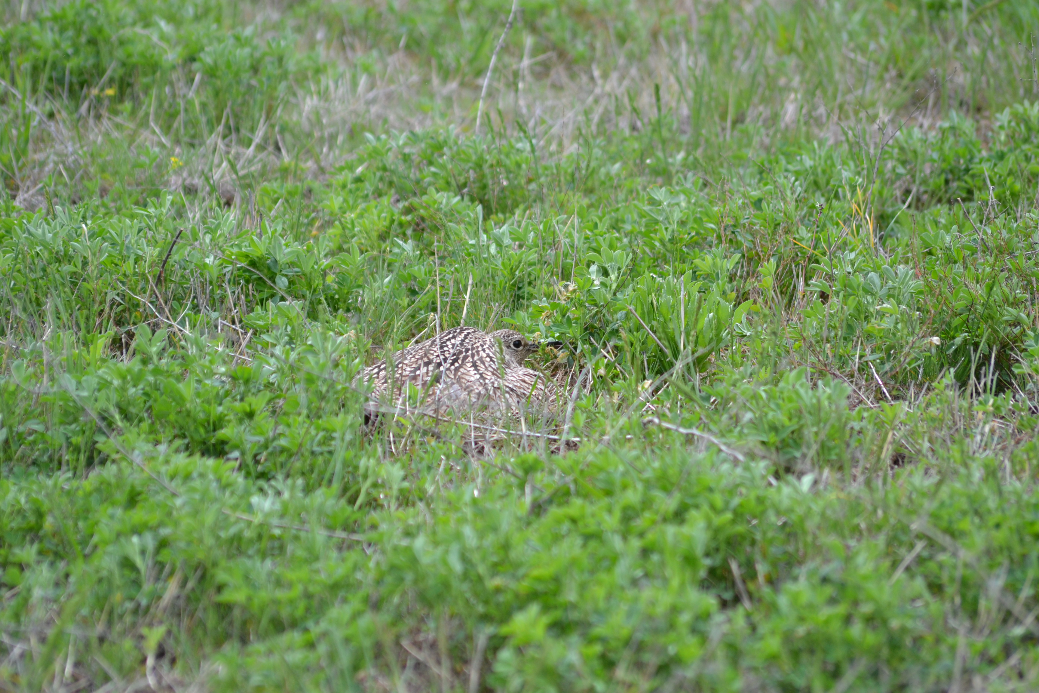brown bird sitting on ground in alfalfa field