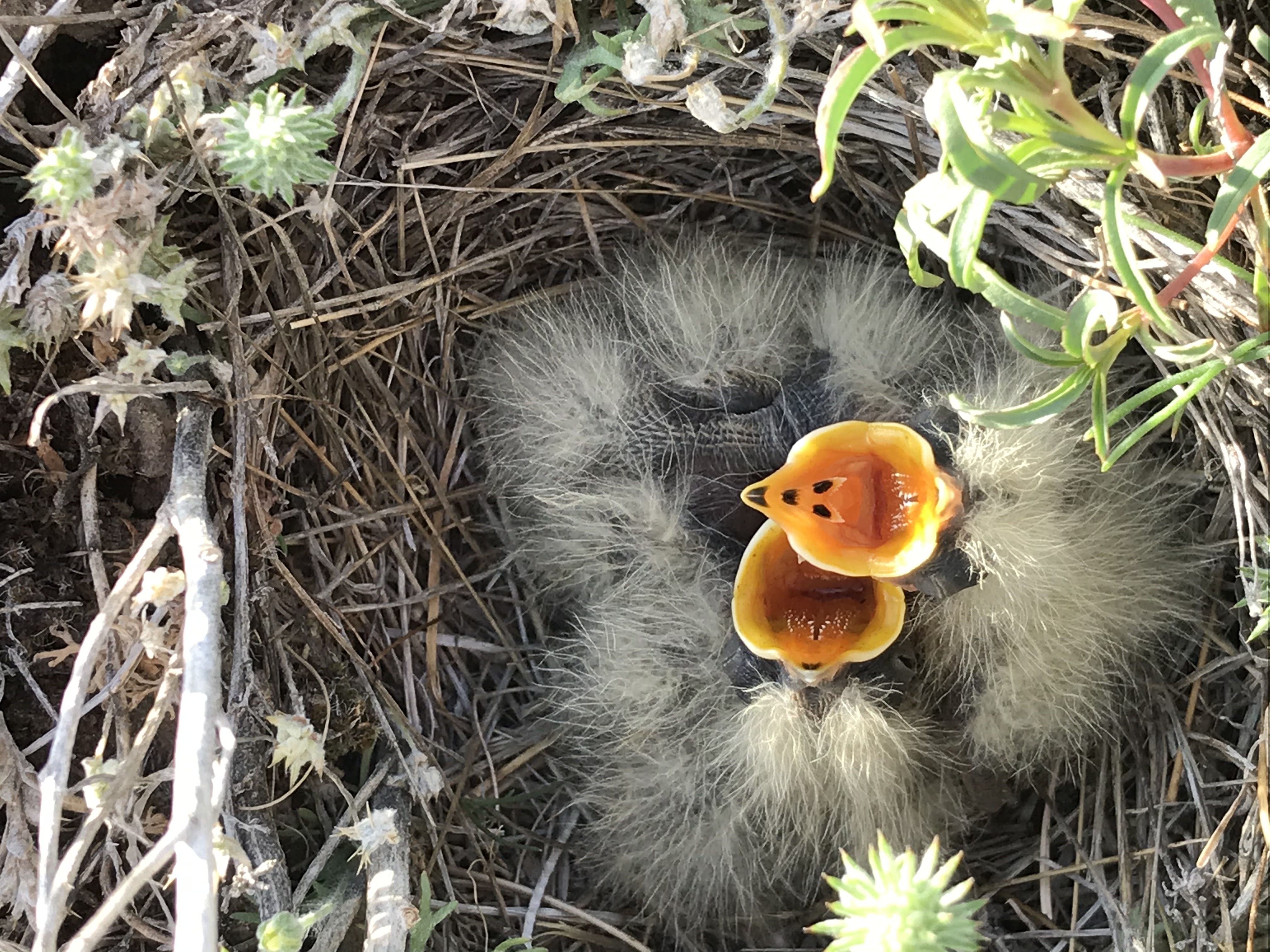 image shows yellow downy horned lark chicks facing the camera with mouths open