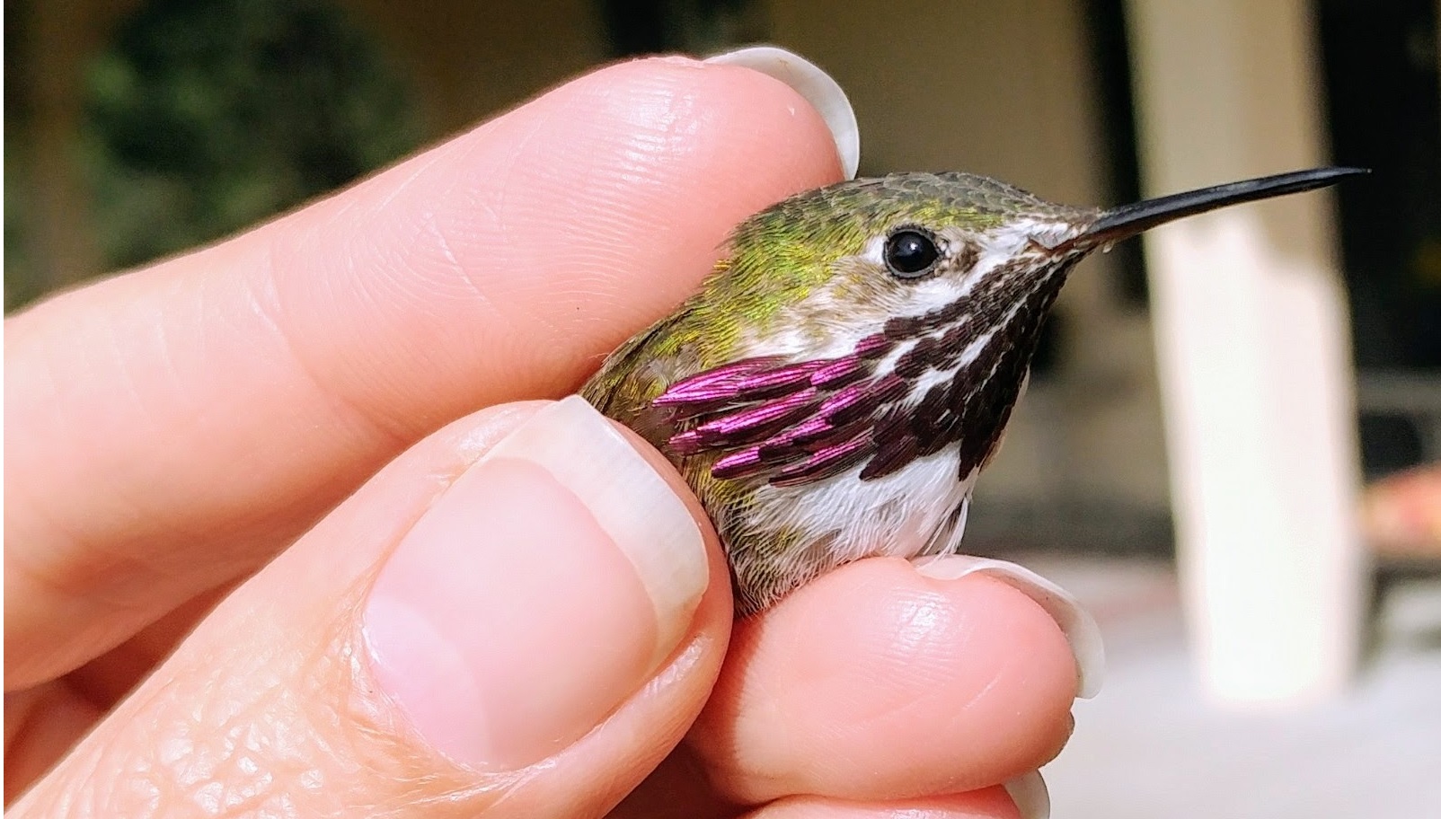 a biologists fingertips gently hold a tiny calliope hummingbird