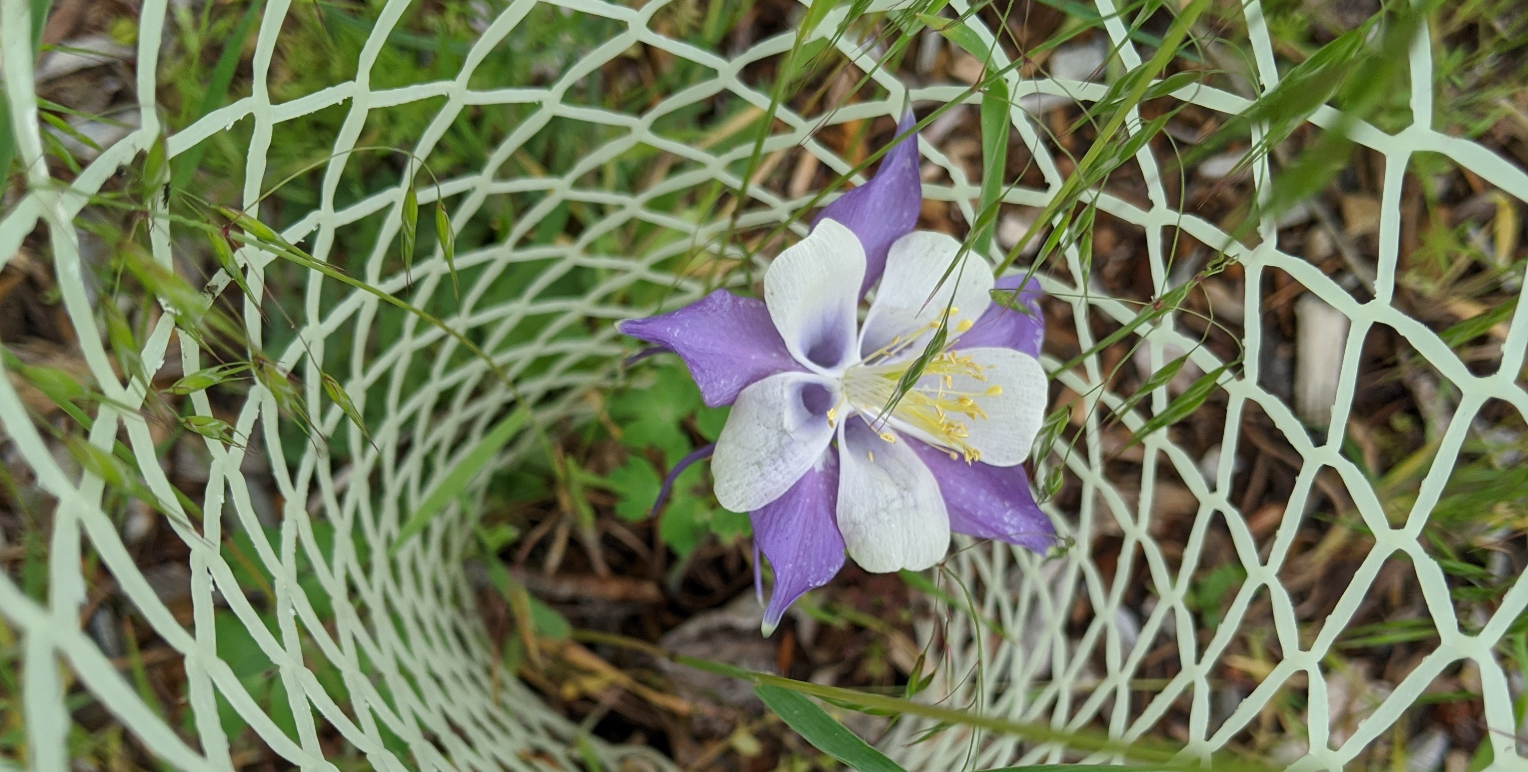 a purple and white columbine flower blooms, surrounded by a protective mesh seedling cage