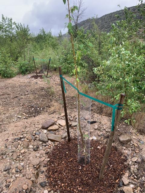 a small cottonwood tree tied up with stakes and wrapped in protective chicken wire