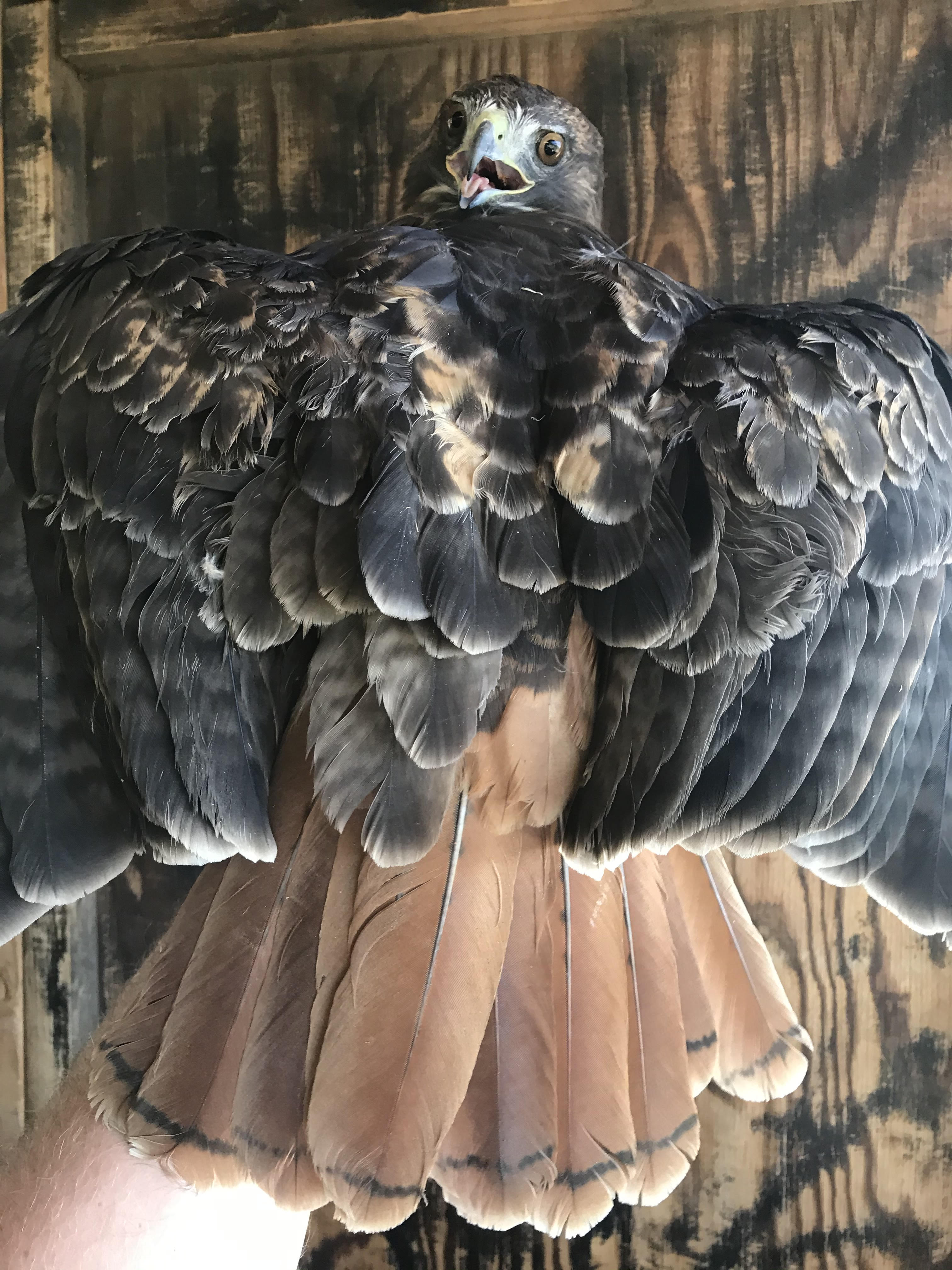 Red-tailed hawk with wings and tail spread being held by raptor bander
