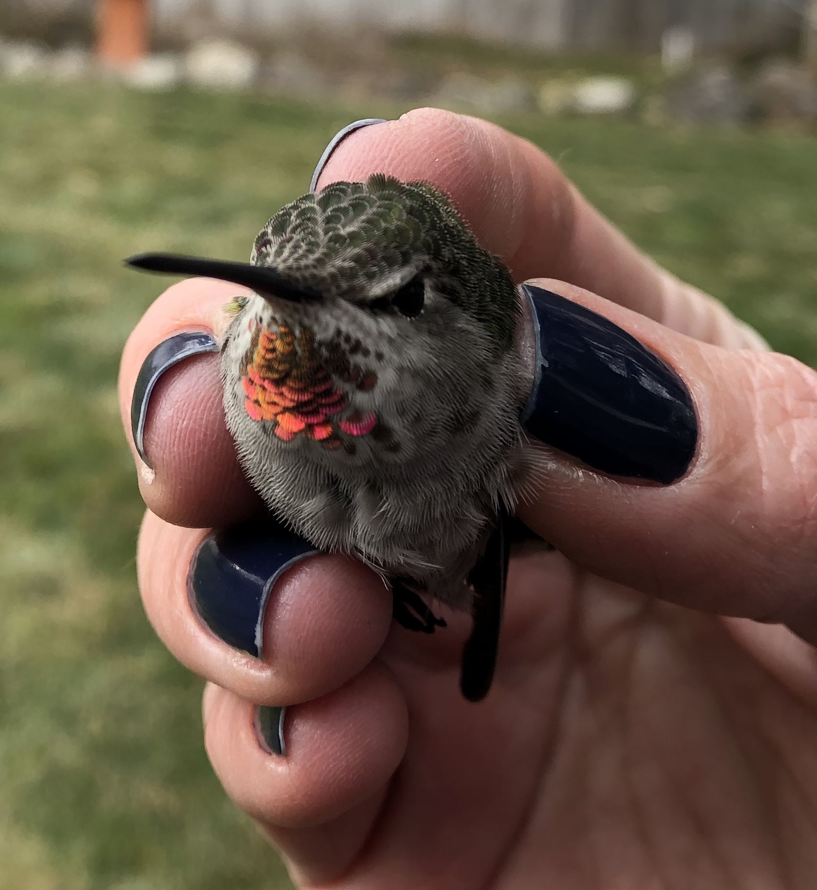 a hummingbird with small pink throat patch is held gently in the fingertips of a biologist. Her head is about the size of the biologists thumb