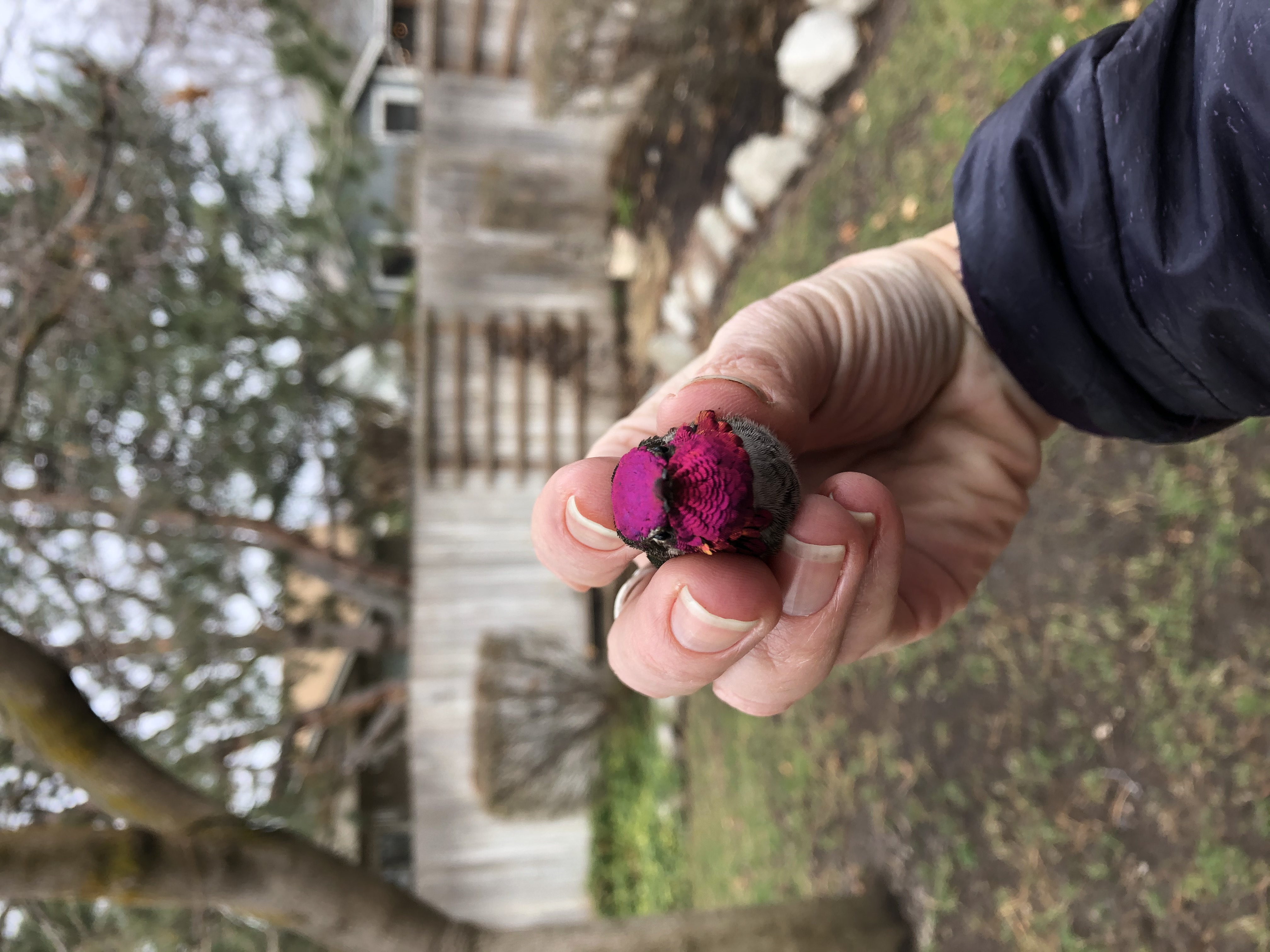 a hummingbird with dazzling bright magenta head and throat is held in a biologists fingertips. the hummingbird is about the size of their thumb