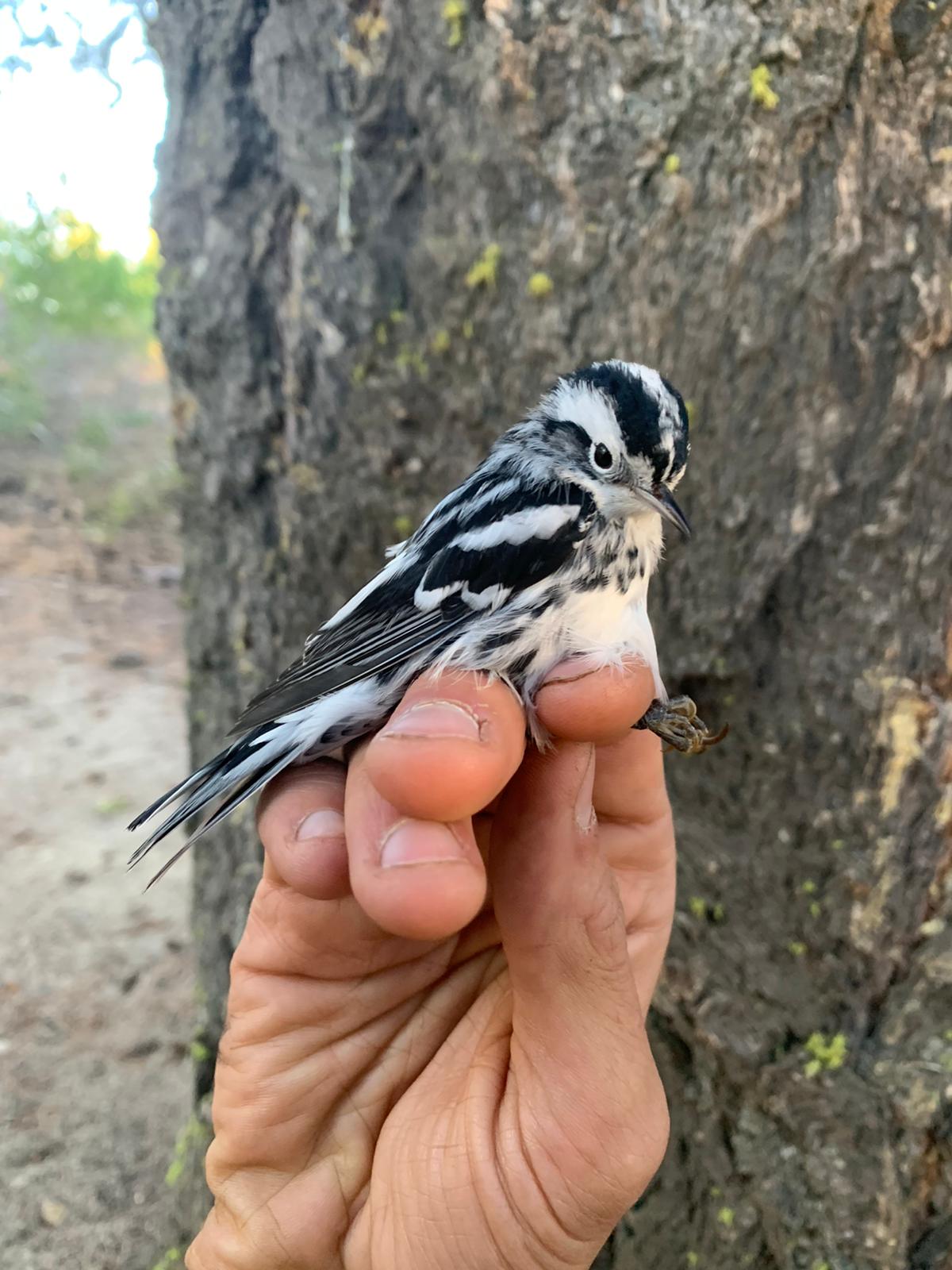 a small black and white striped songbird is held gently by a biologists hand