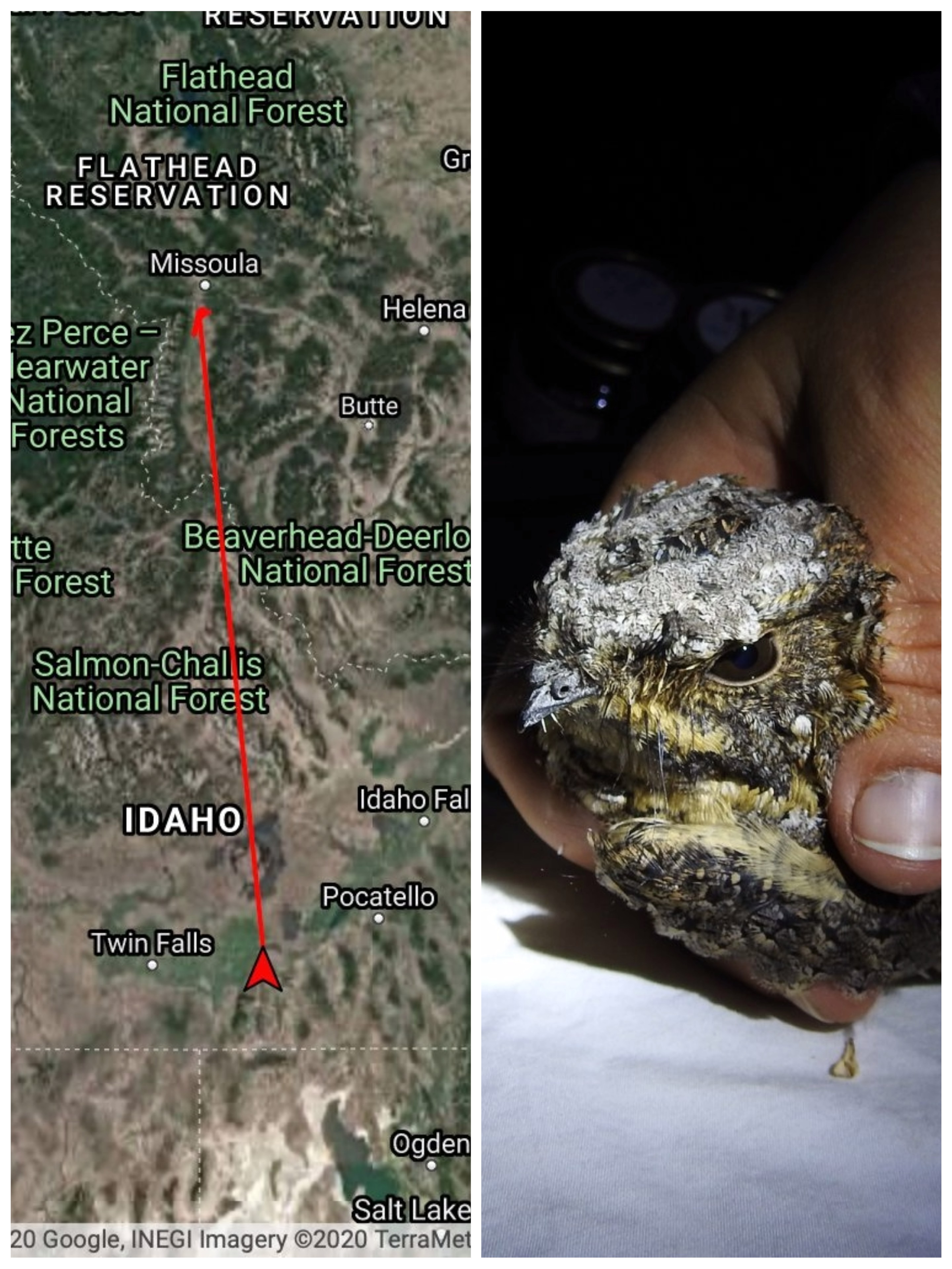 left image displays a map with a pin near Missoula Montana and a track leading to Idaho between Twin Falls and Pocatello. right image shows a biologists hand holding a speckled gray and brown bird in the light of a flashlight