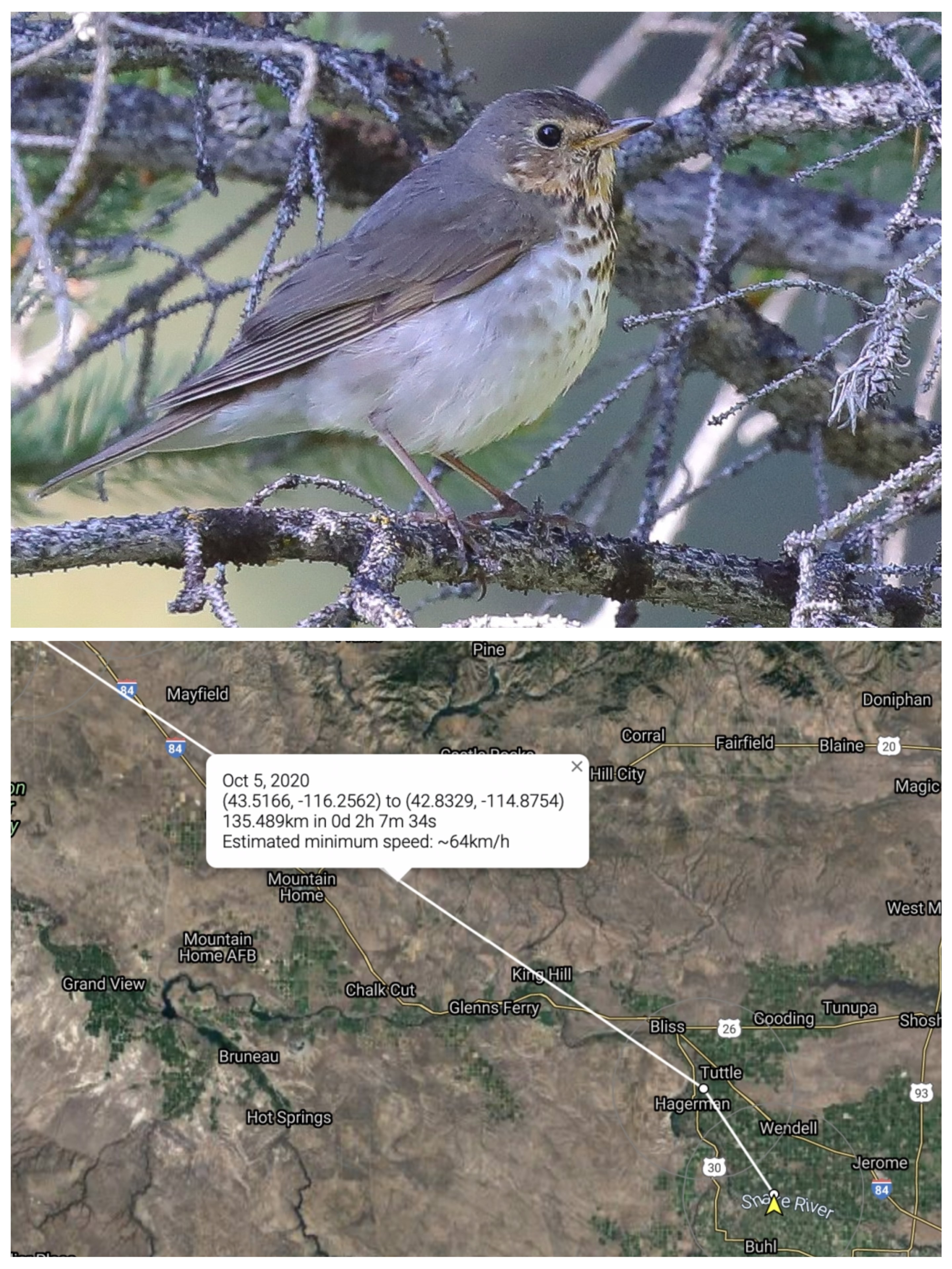 top image shows a swainson's thrush which is a small brown bird with white spotted chest. bottom image shows a map of towns in Idaho with a pin placed near Mountain Home Idaho.