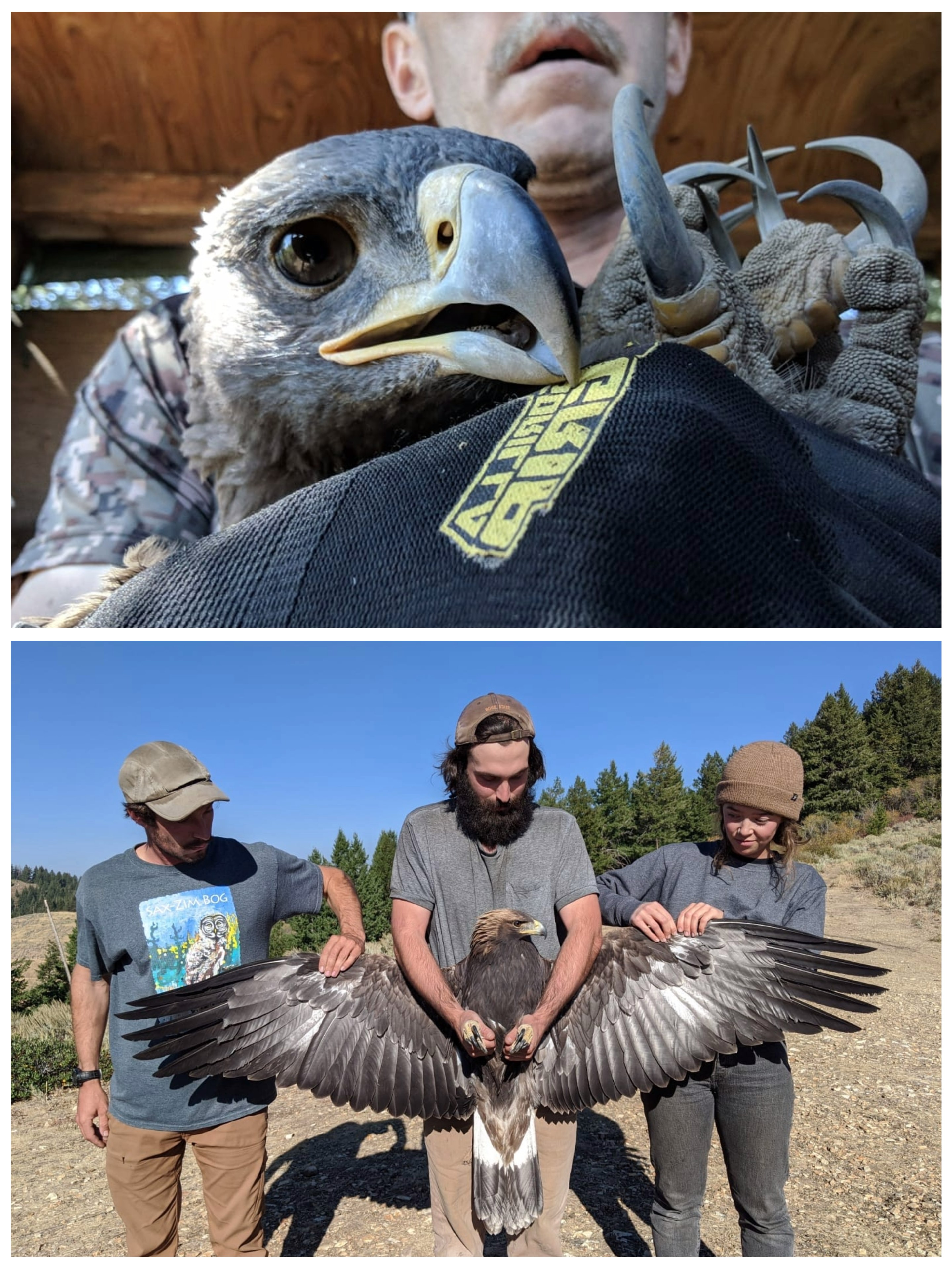 top image shows a selfie style view of a biologist holding the large talons of a golden eagle. bottom photo shows a biologist holding a golden eagle's talons while two other biologists assist in spreading its wings. all three biologists are examining the eagle intently