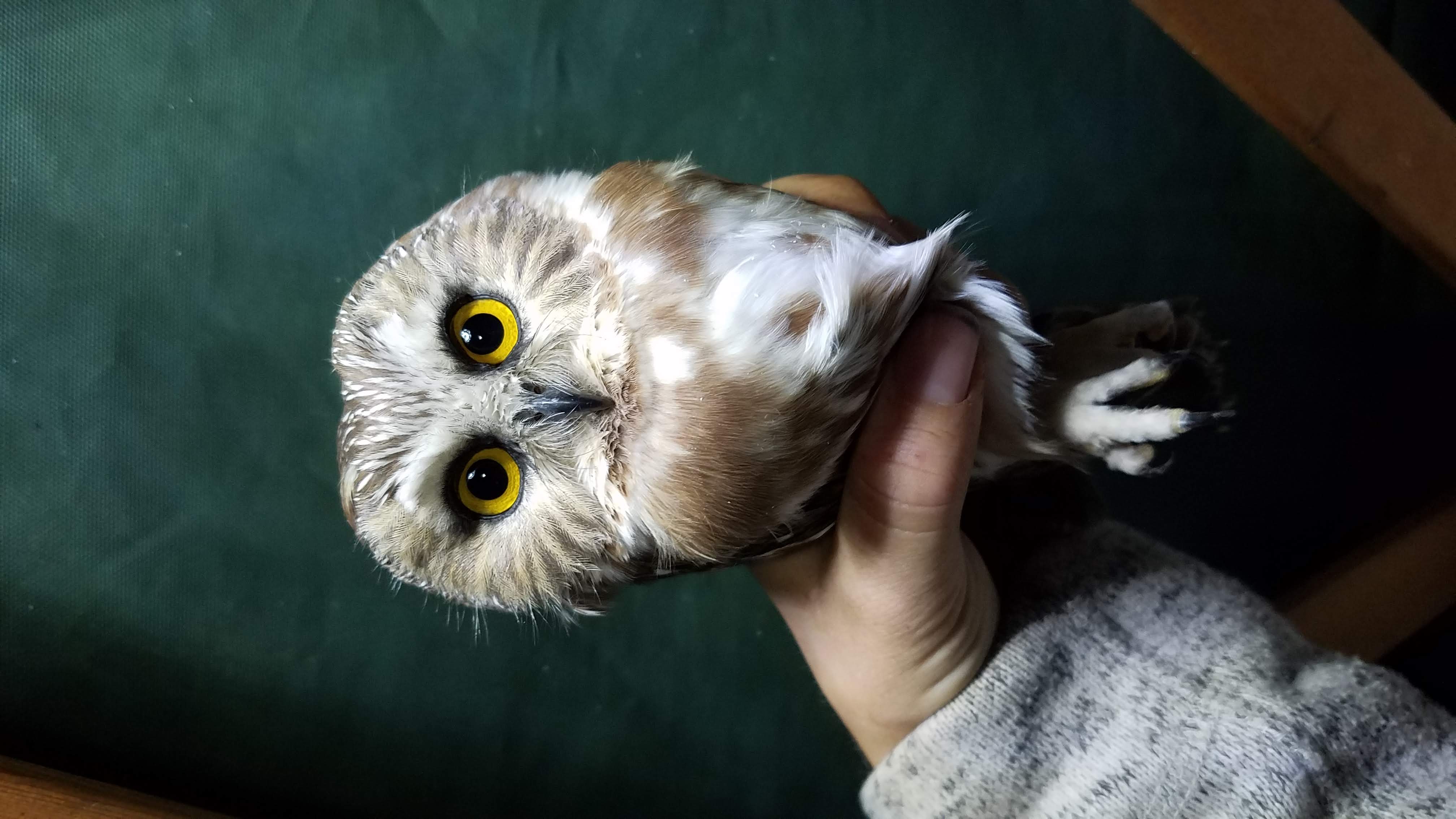 a small owl with bright yellow eyes looks at the camera. Held gently by a biologist's hand