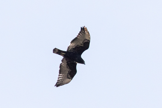 a hawk flies overhead with very dark body and wings, and light gray wing tips
