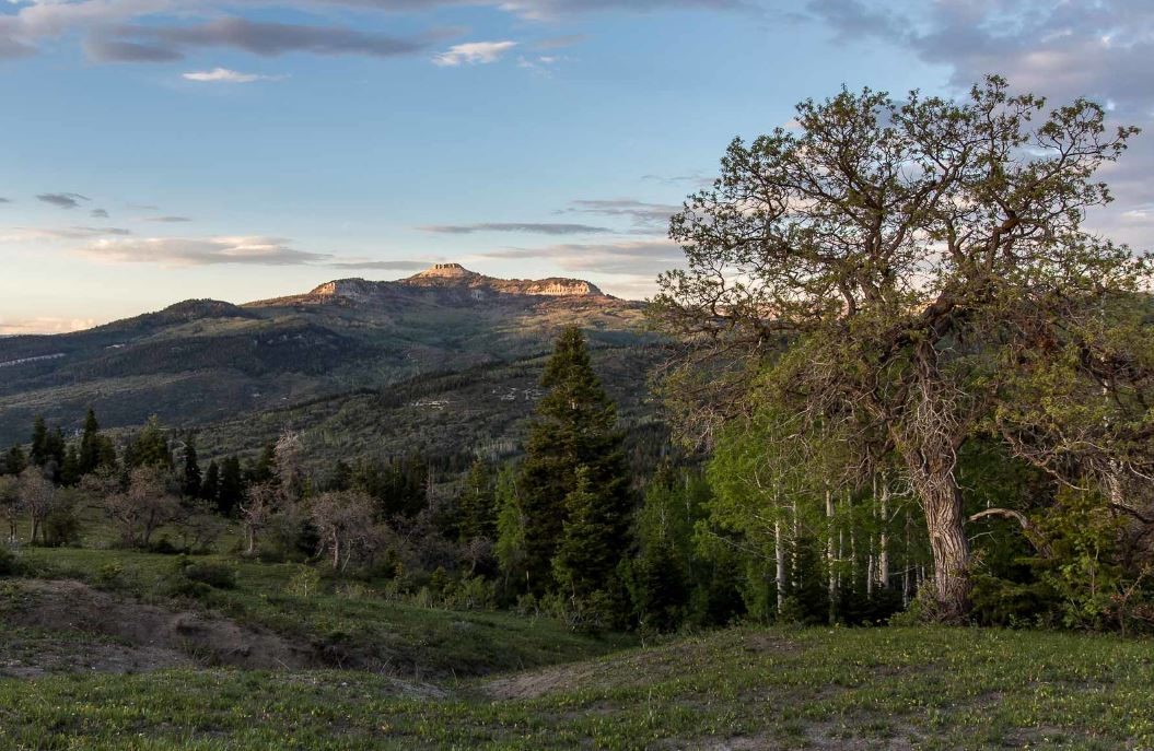 a beautiful scenic view at dawn shows a wide vista with mesa type mountains in the background and a mix of green meadow and conifer trees in the foreground