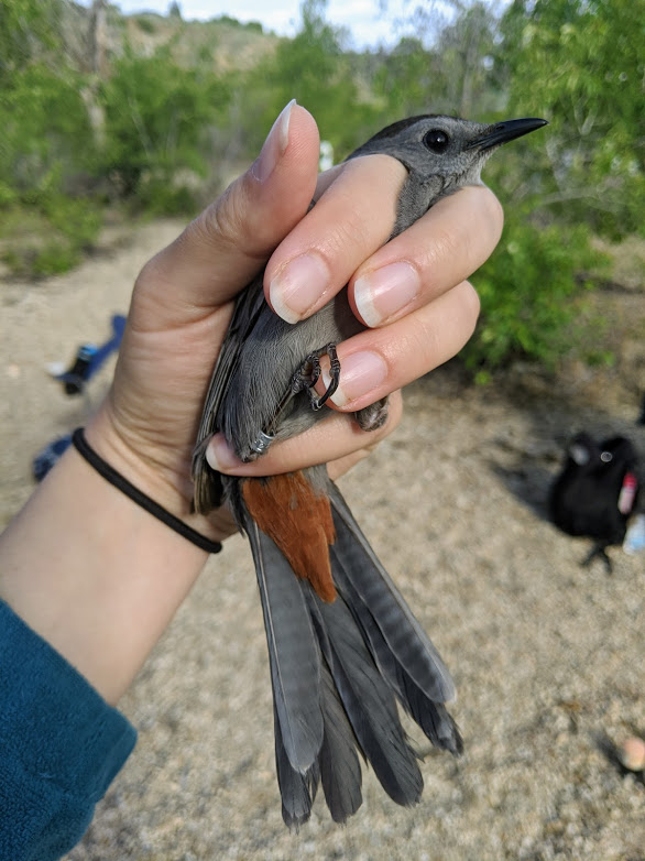 a biologists hand gently holds a gray bird with a rusty red patch under its tail. A small metal band is on the birds right leg