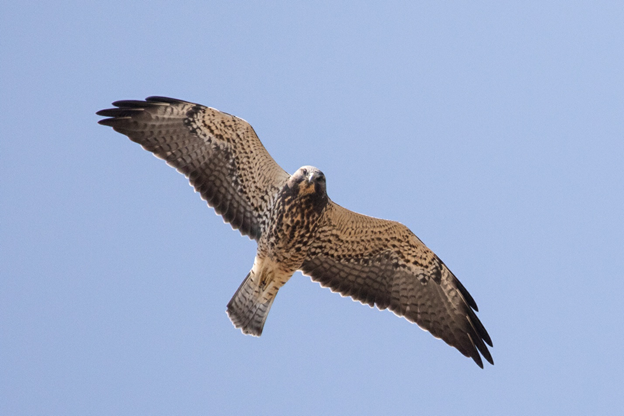 a hawk with long pointed wings soars overhead