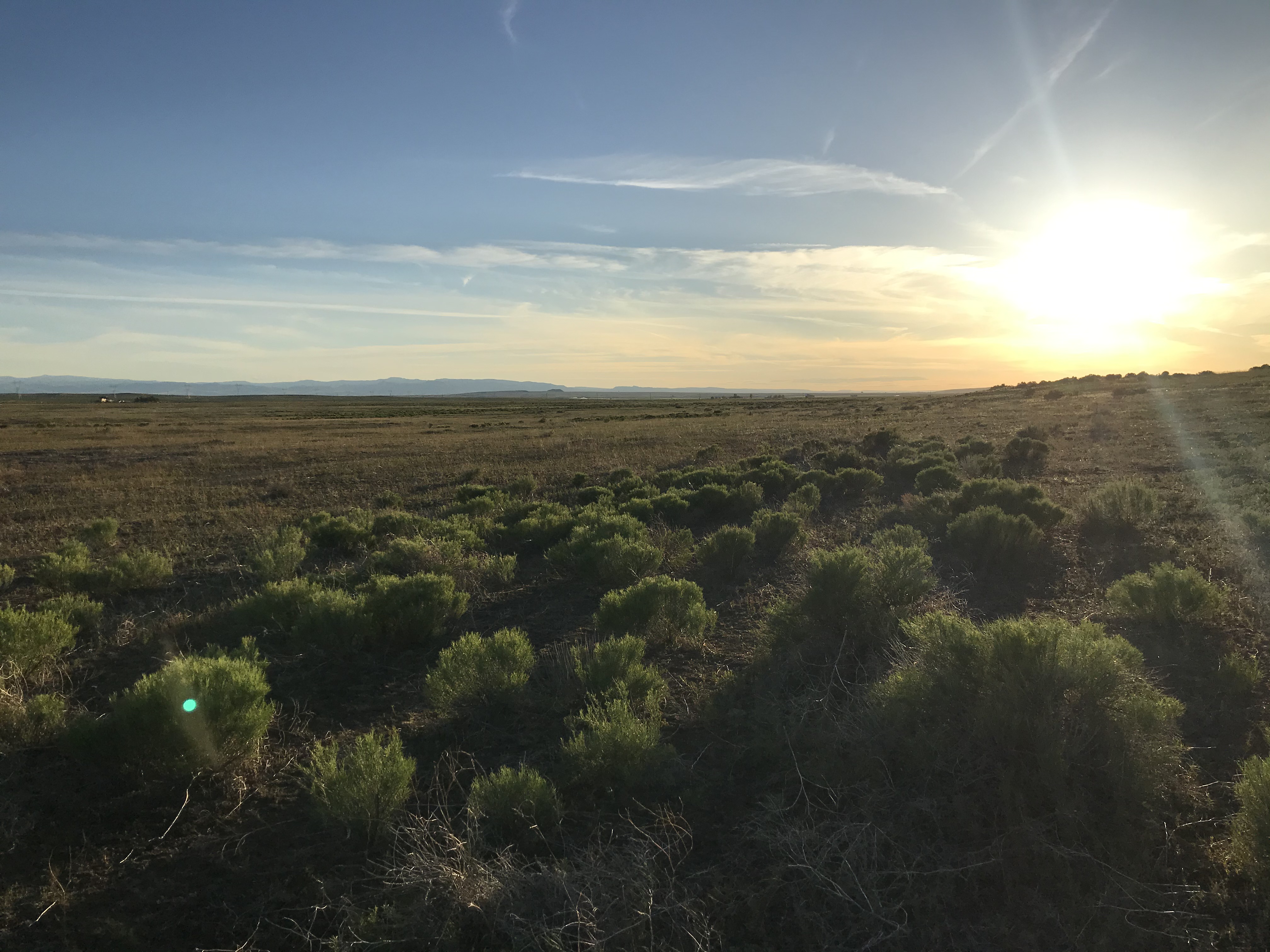 the sun rises over a landscape with rabbit brush shrubs and grasses