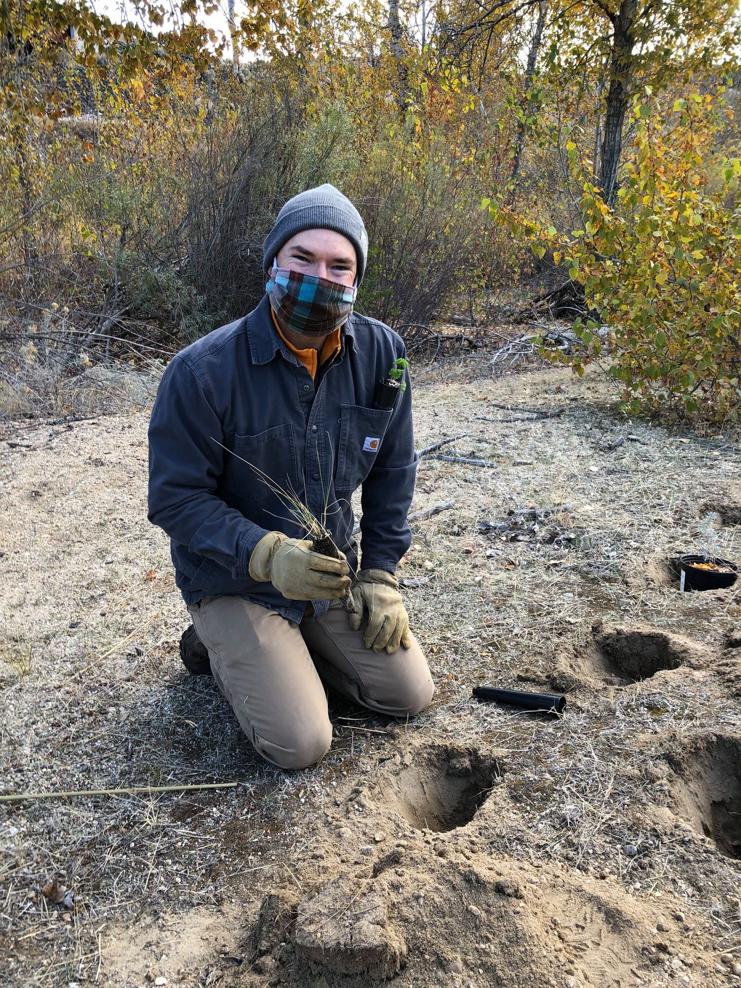 a volunteer wearing a cloth face mask and smiling at the camera kneels on the ground. He's holding a seedling plant near a hole in the dirt, ready to plant it