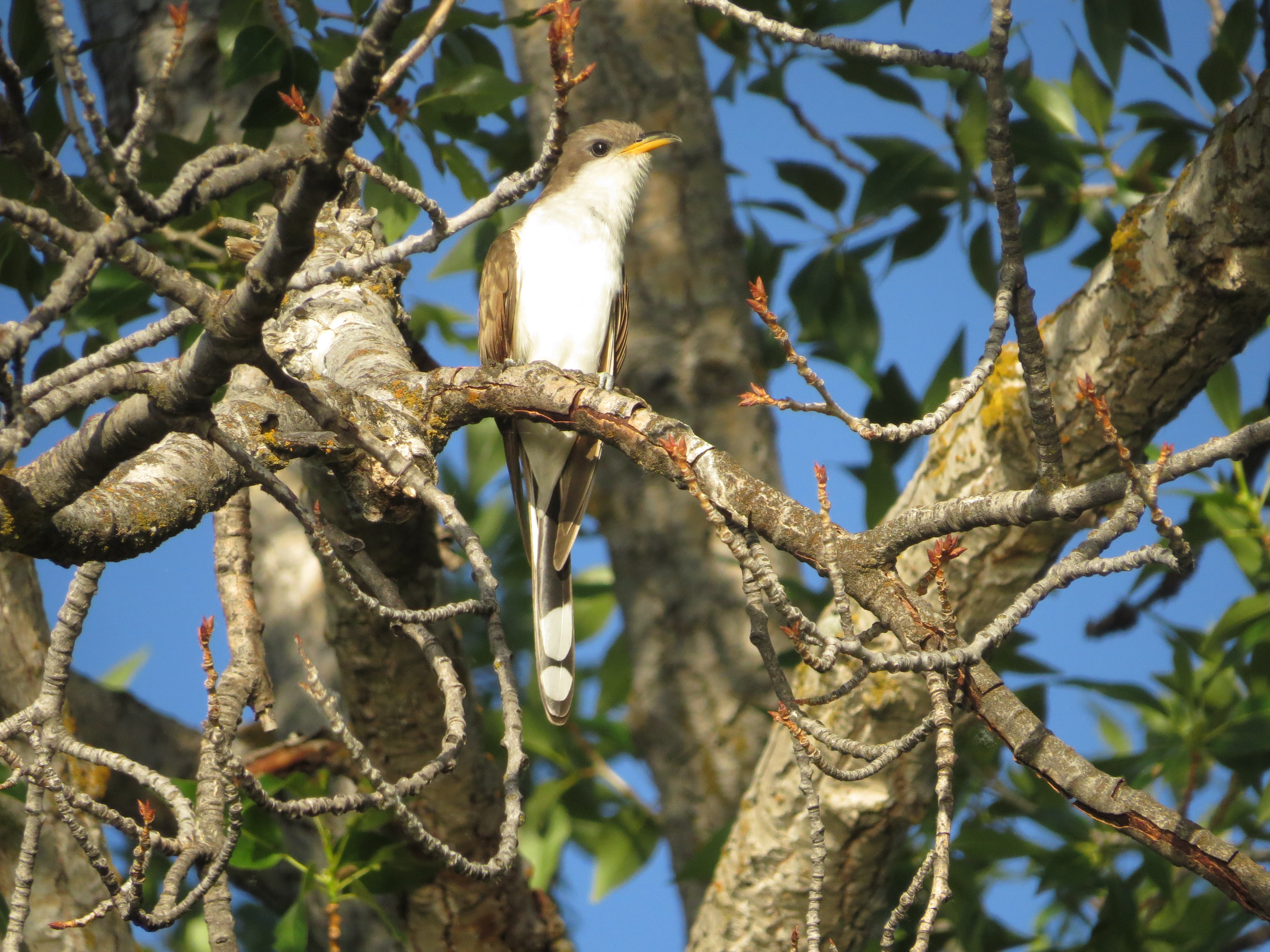 A yellow-billed cuckoo (a tan bird with yellow bill and white breast) sits alert, looking into the camera
