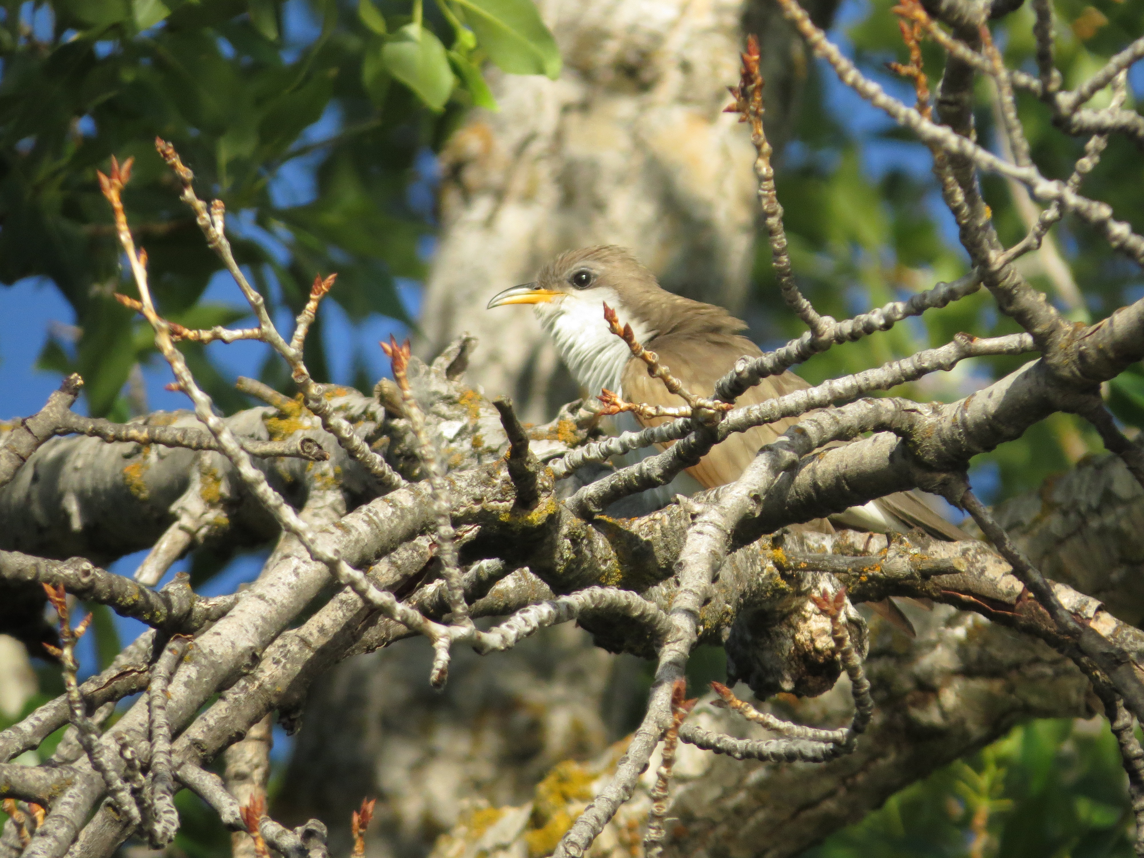 A yellow-billed cuckoo (a tan bird with yellow bill and white breast) crouches in branches as if looking for insects