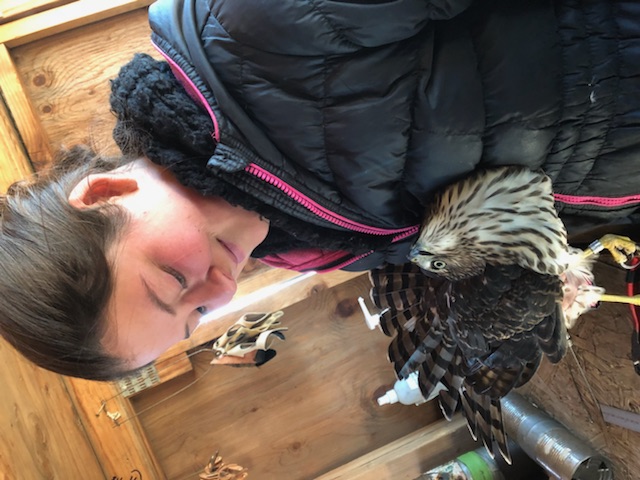 a biologist holds a medium sized hawk in her hand. The hawk is looking up at her and she is looking down at the hawk, smiling