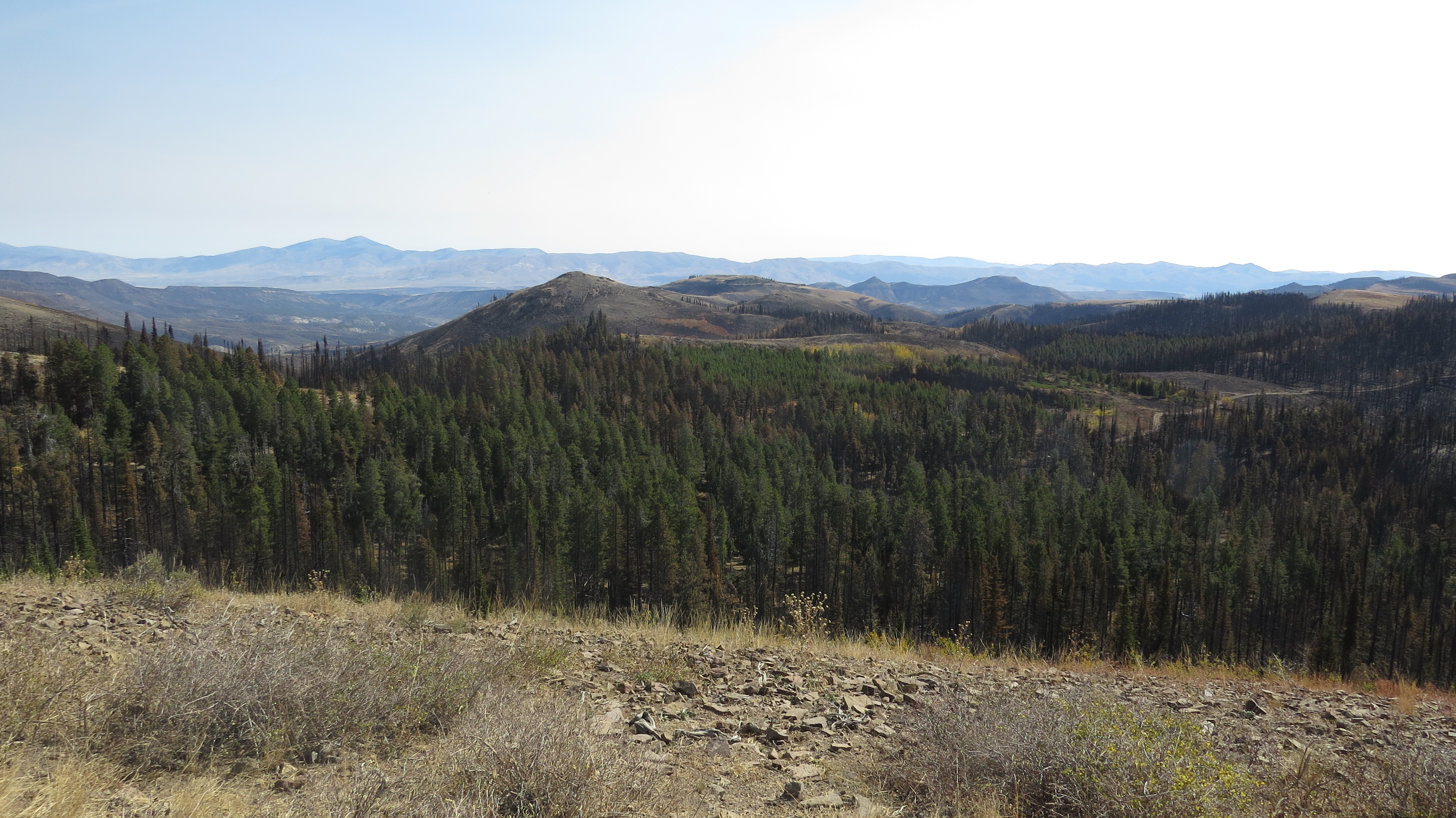 a wide vista shows pristine forest in the foreground and patches of burned forest in the background