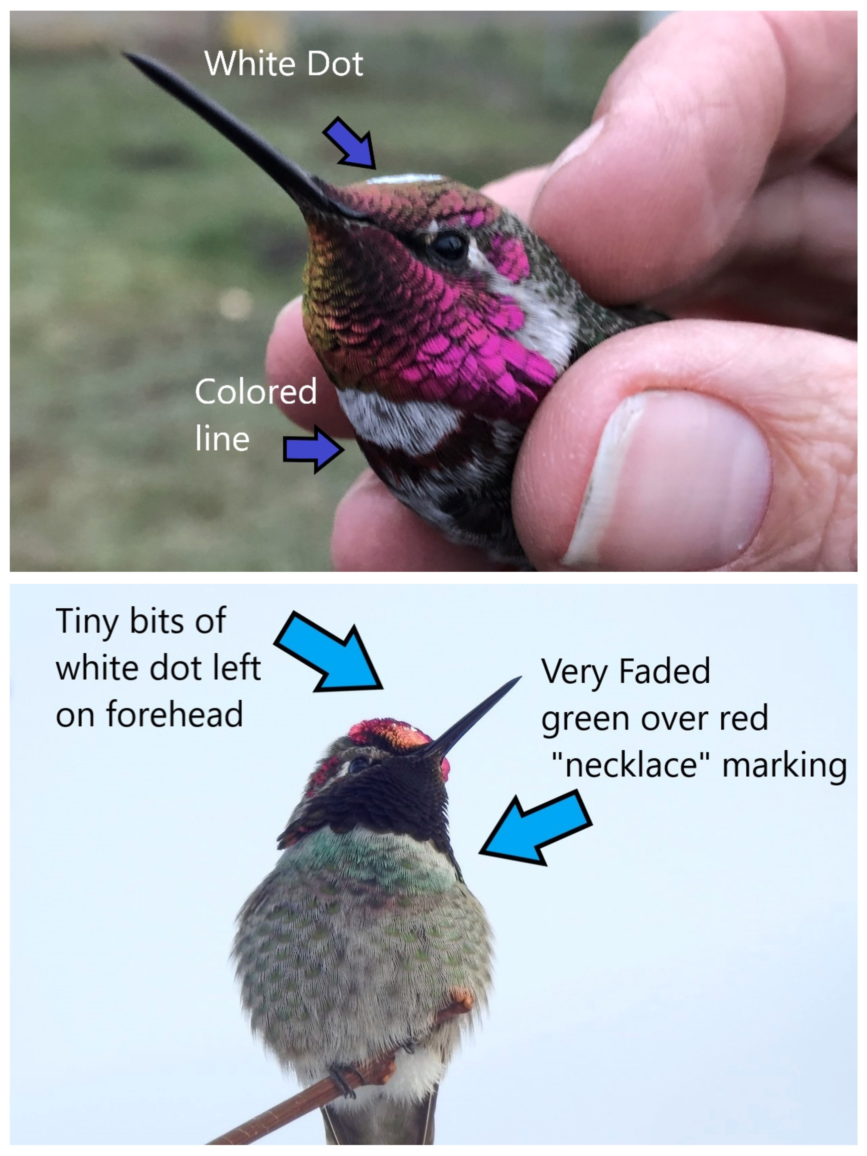 images show a hummingbird with a colored ink spot on its upper chest and a white dot on its crown. arrows and text point out and label these markings