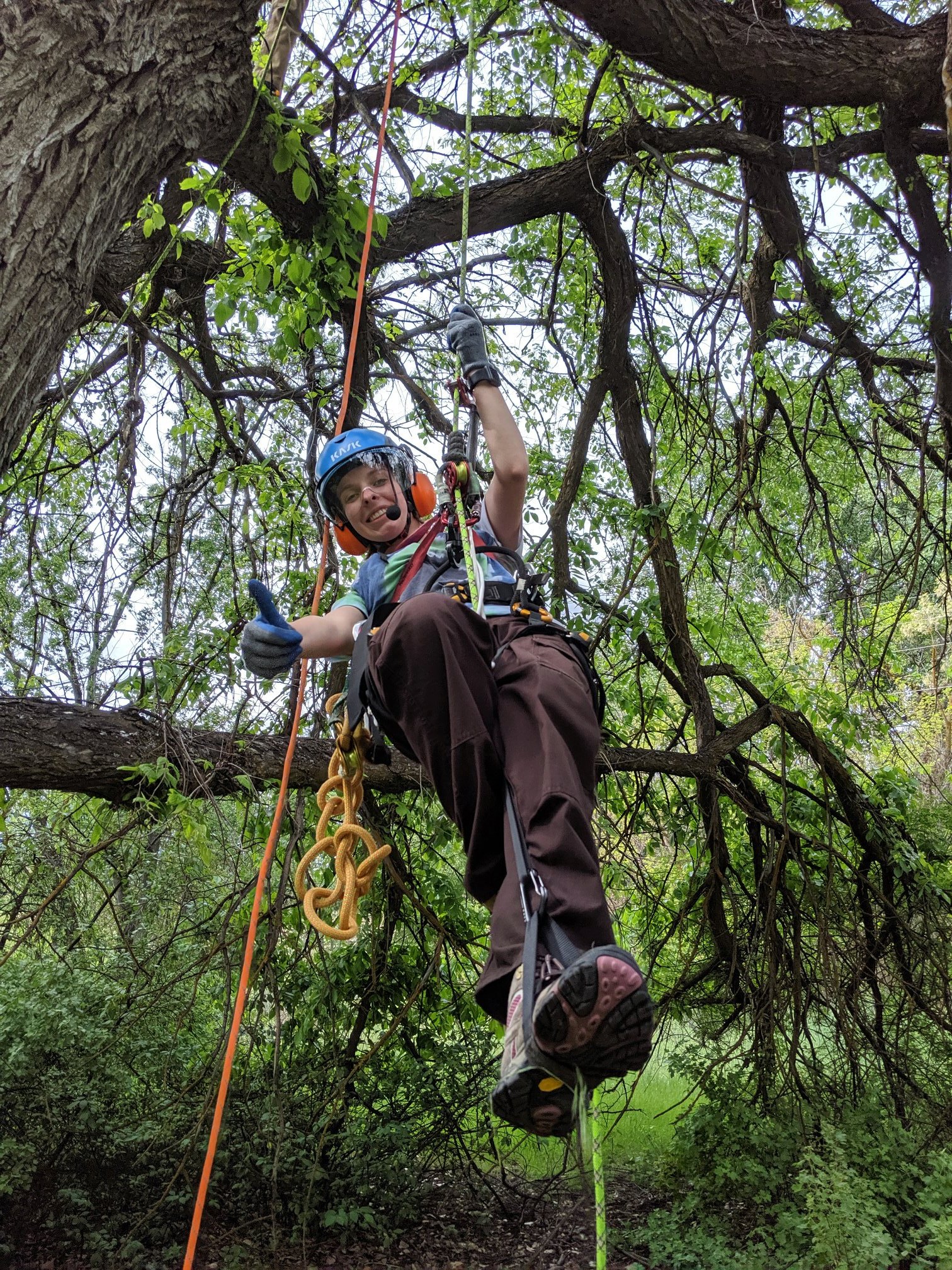 a female undergraduate student hangs from a tree branch using climbing gear and gives a thumbs up to the camera