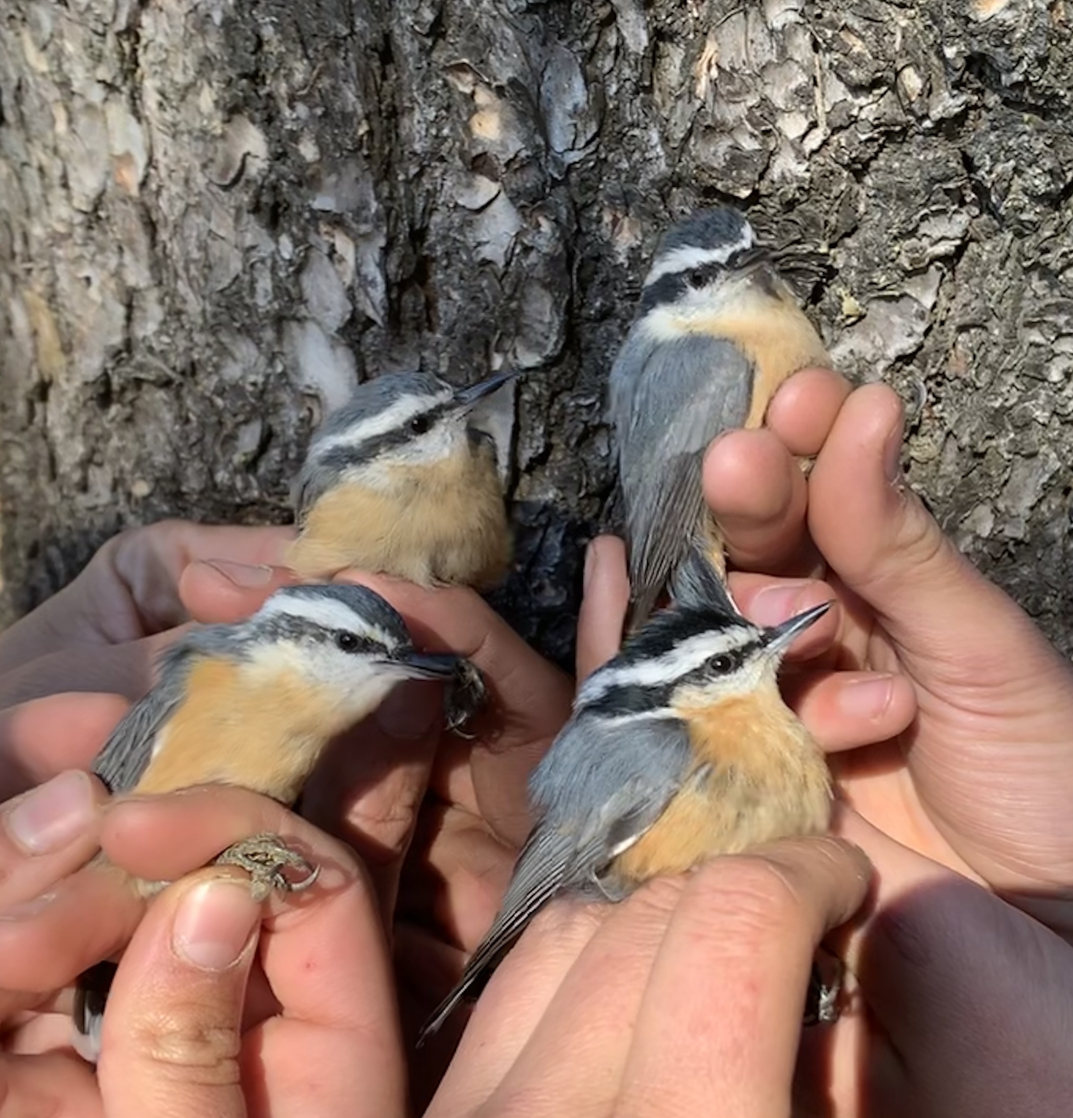 four different biologists hands reach in, each holding a small songbird with red breast and slate blue back