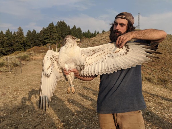 a male biologist stands holding a large pale hawk, with wing outstretched. A sagebrush hillside and slope with conifer trees in the background