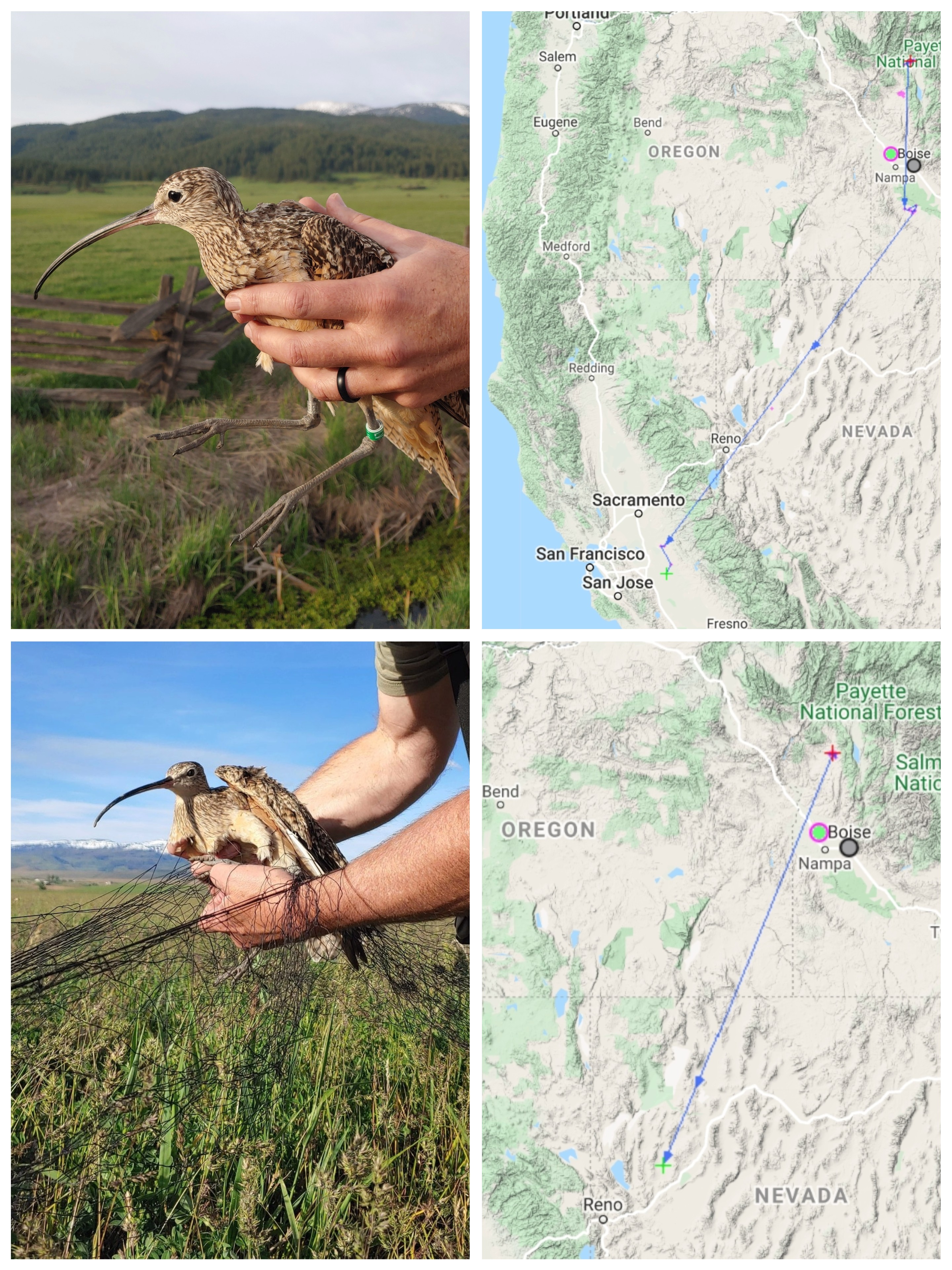 photo collage of two curlews next to the map of their respective movements. The top curlew, Neil's, map shows a journey from Idaho to the central valley of California. Dozer's map shows a journey from Idaho to a location northeast of Reno, Nevada.