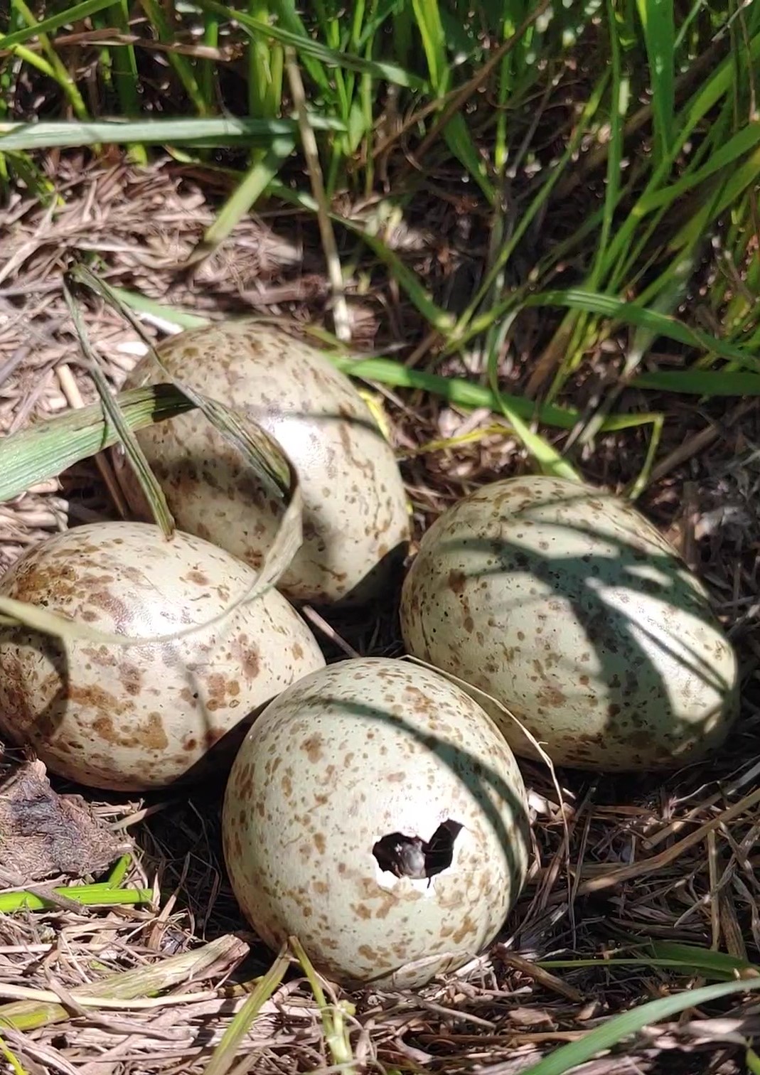 Four speckled eggs. One egg has a cracked hole in it with a small bird bill poking out