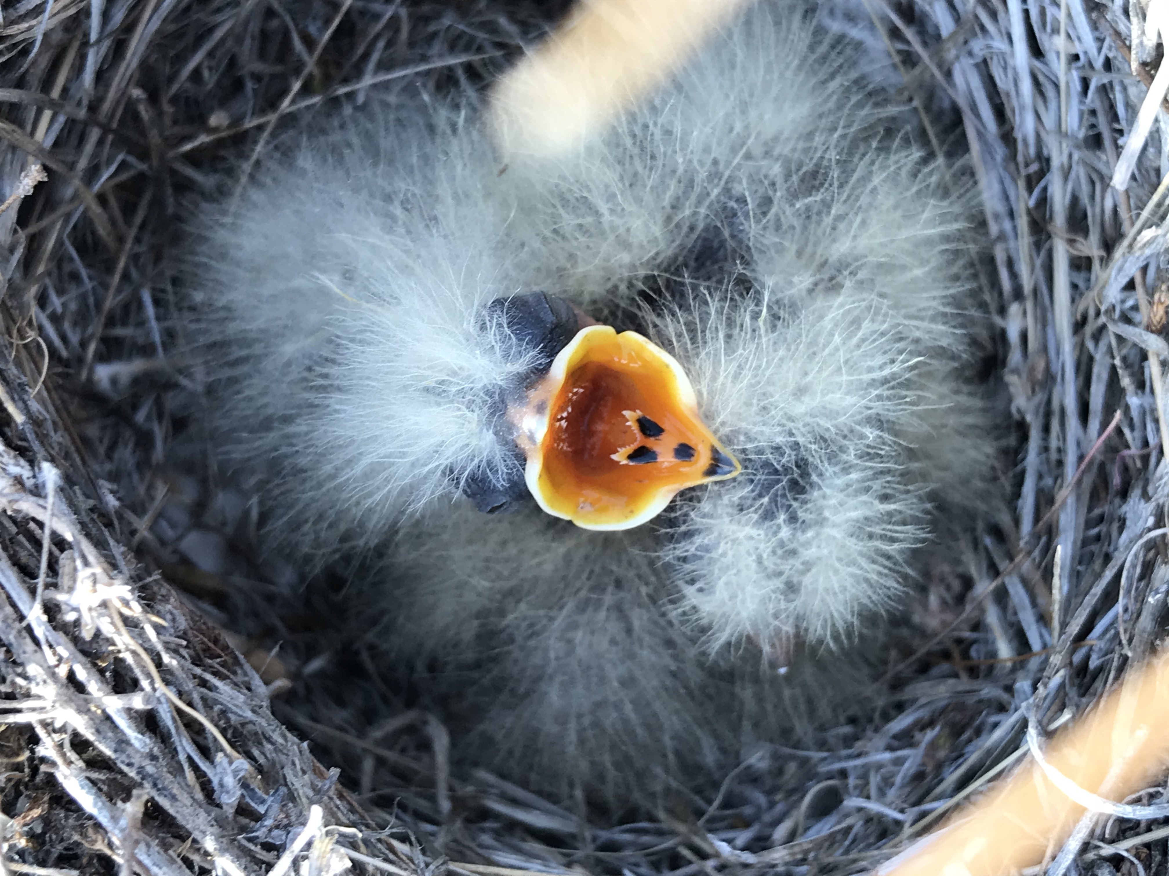 a closeup view of a nest with very downy chicks. They are so fluffy that it's hard to make out individual chicks, but one is facing the camera with a bright yellow mouth wide open begging for food