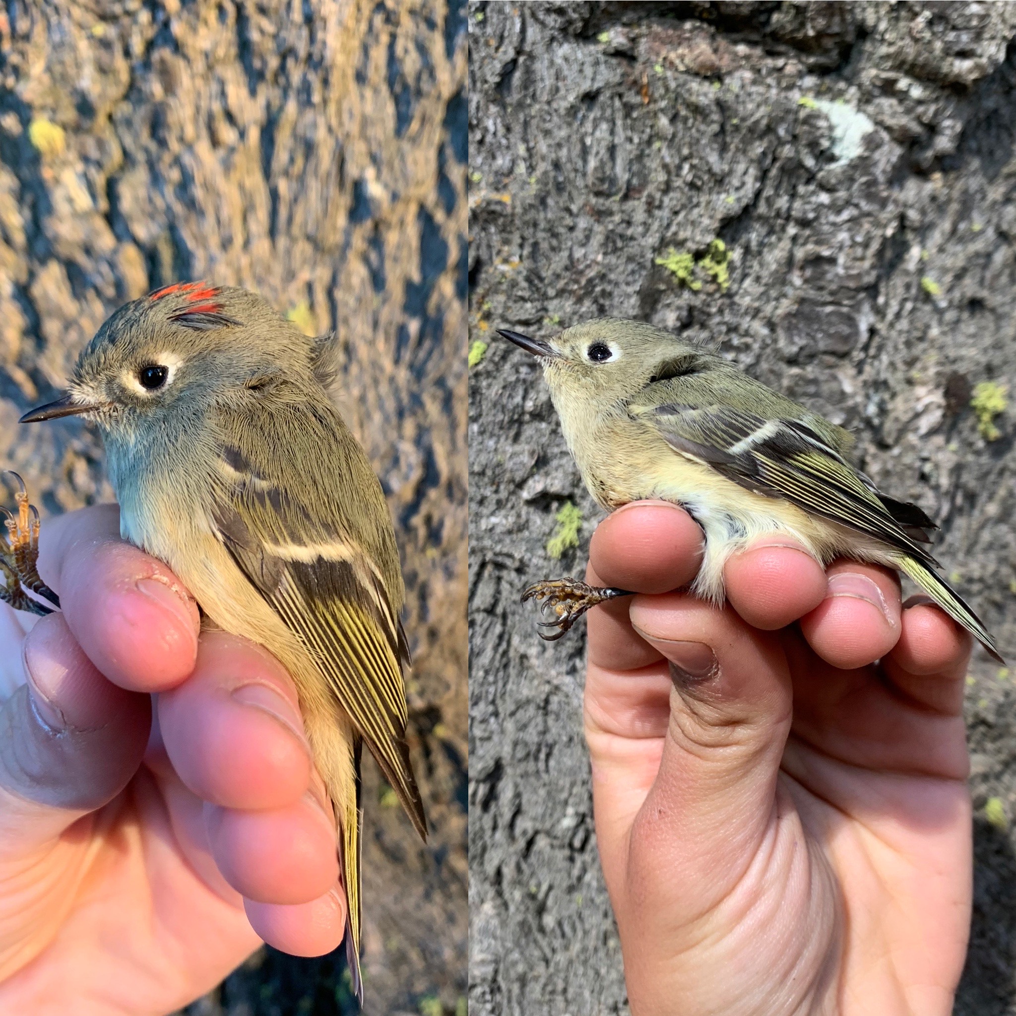 two images show small gray songbirds held by biologists' hands. One bird has a small red spot of feathers on its head