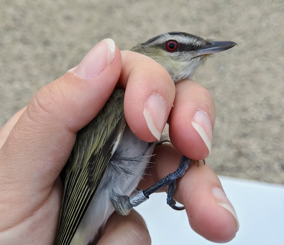 a biologists hand holds a small songbird with a red eye and black and white striped face. The bird has a small metal band on its leg